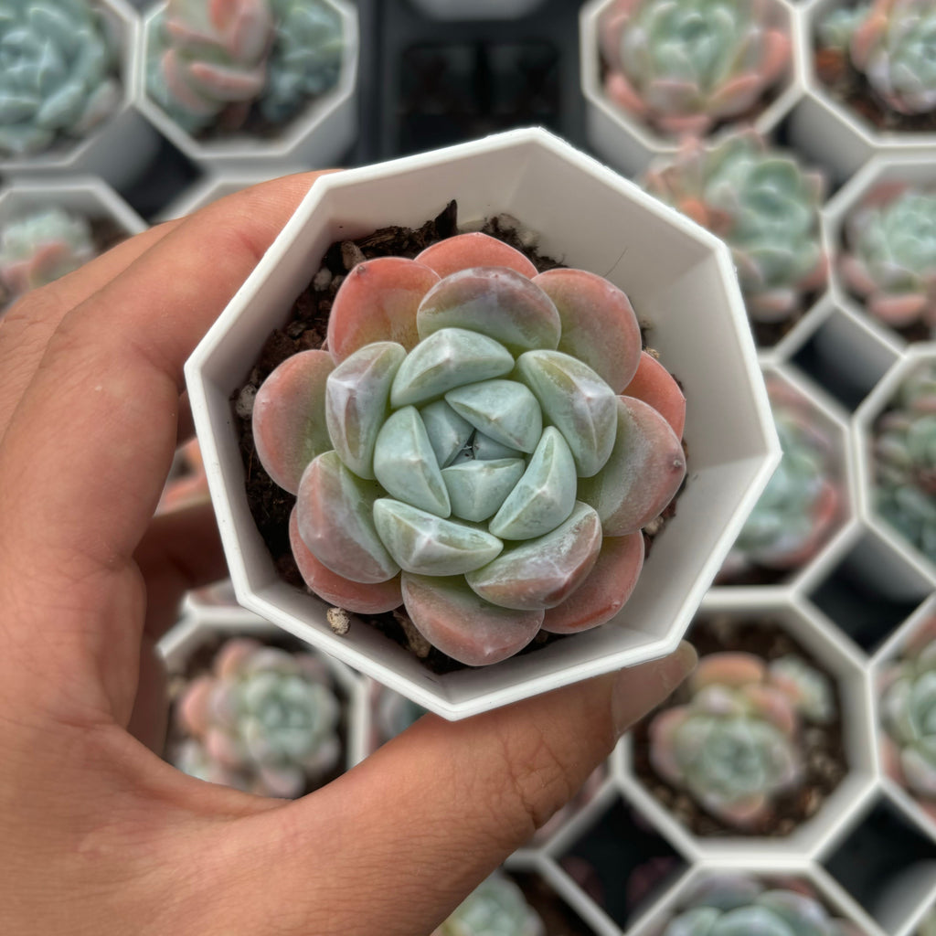 C011 エケベリア ジェード・バタフライ