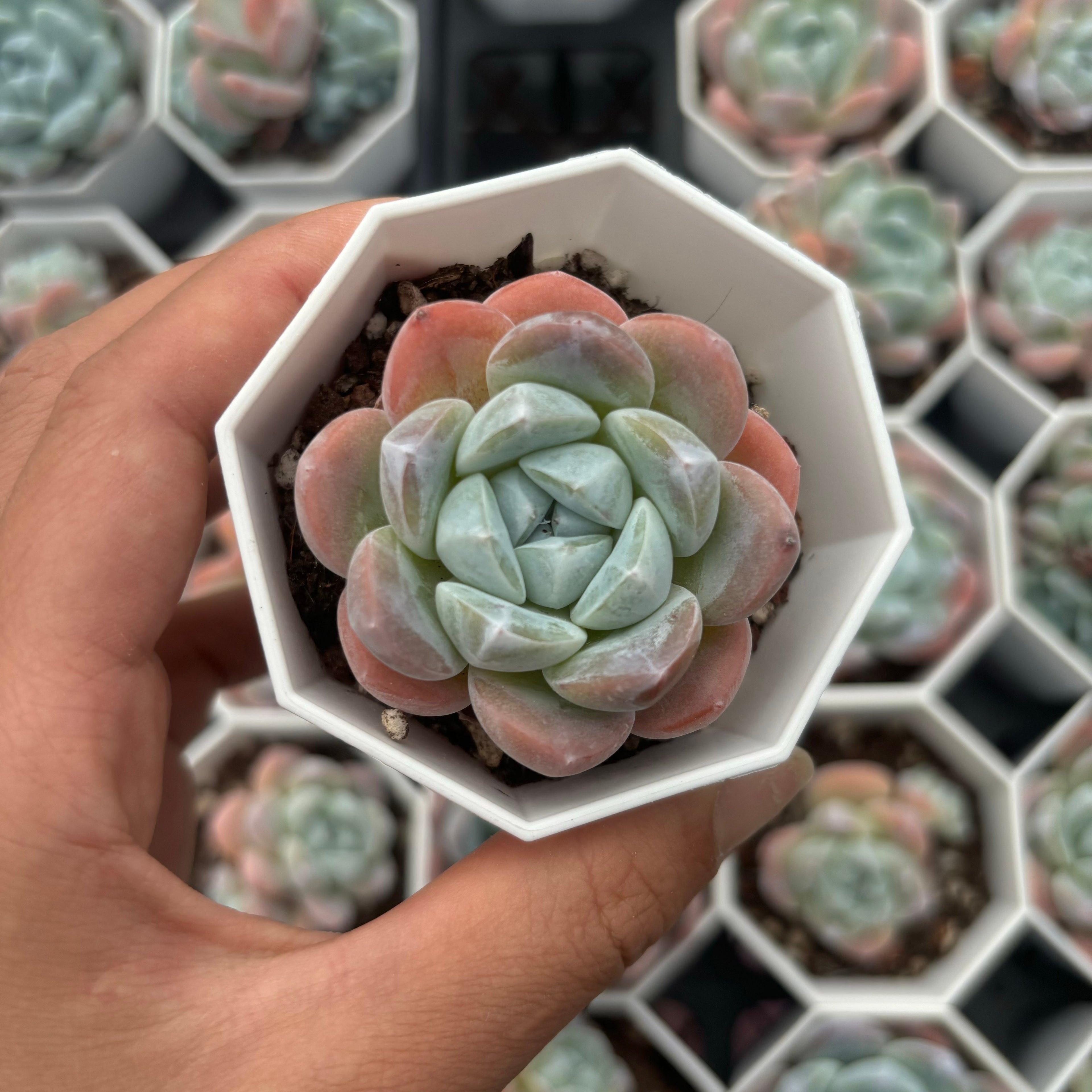 C011 エケベリア ジェード・バタフライ