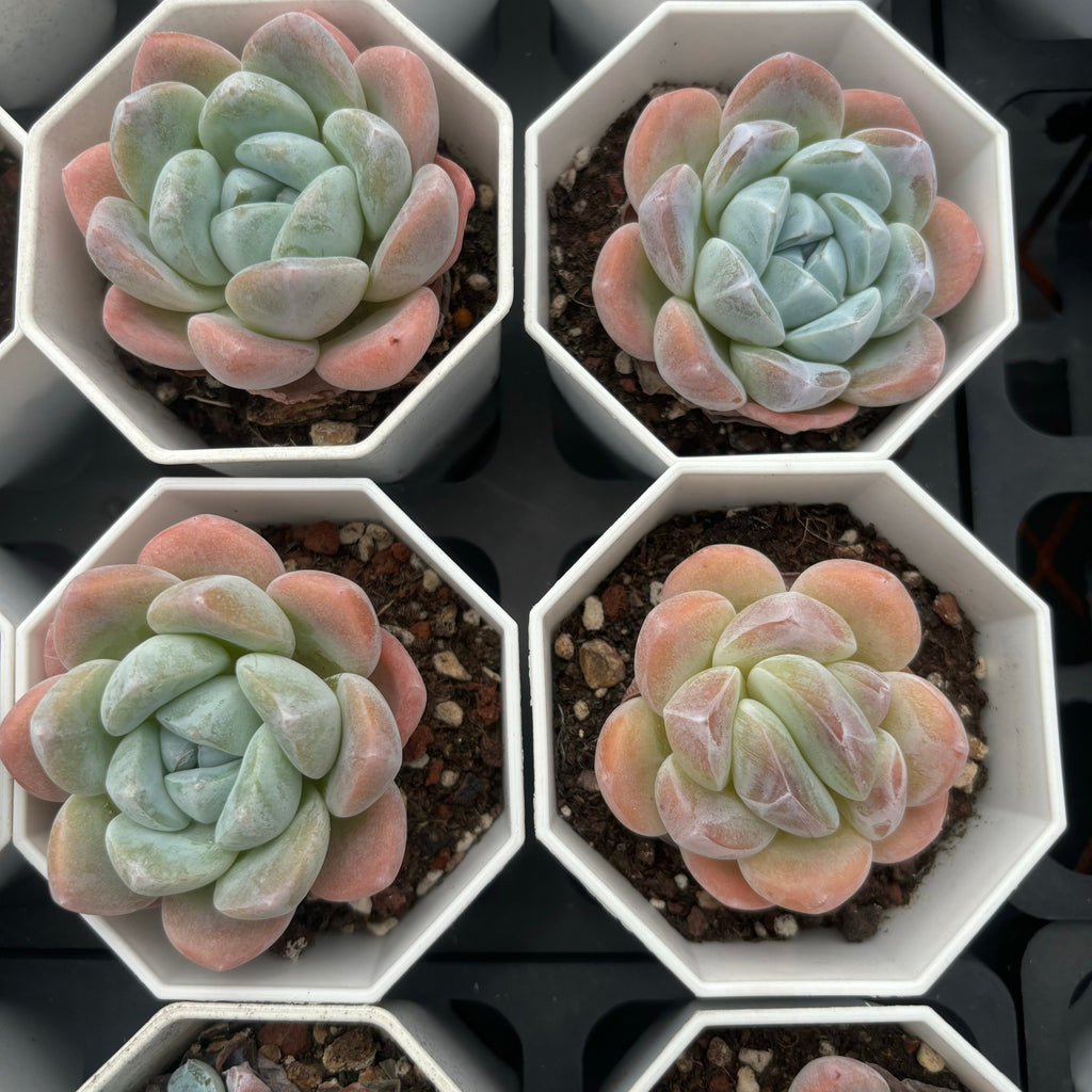 C011 エケベリア ジェード・バタフライ