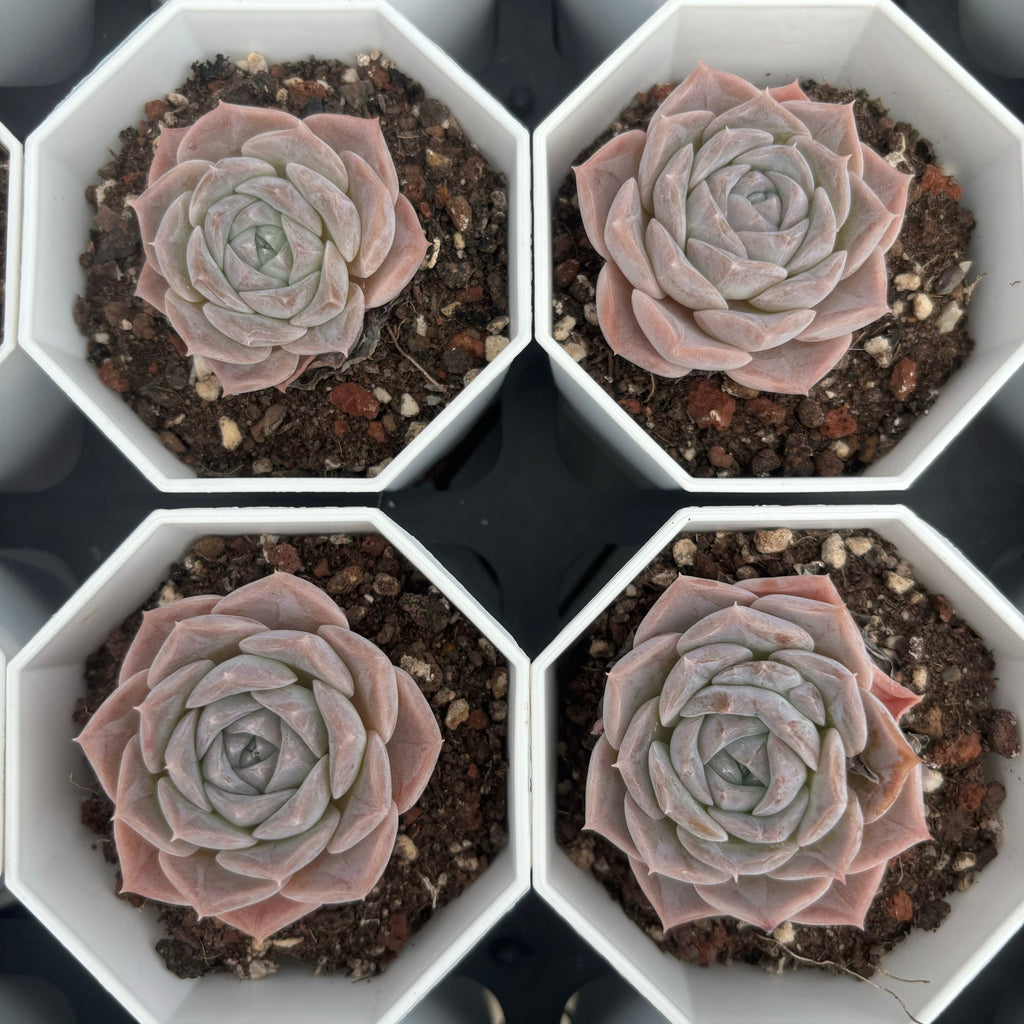 C012 エケベリア W2 064