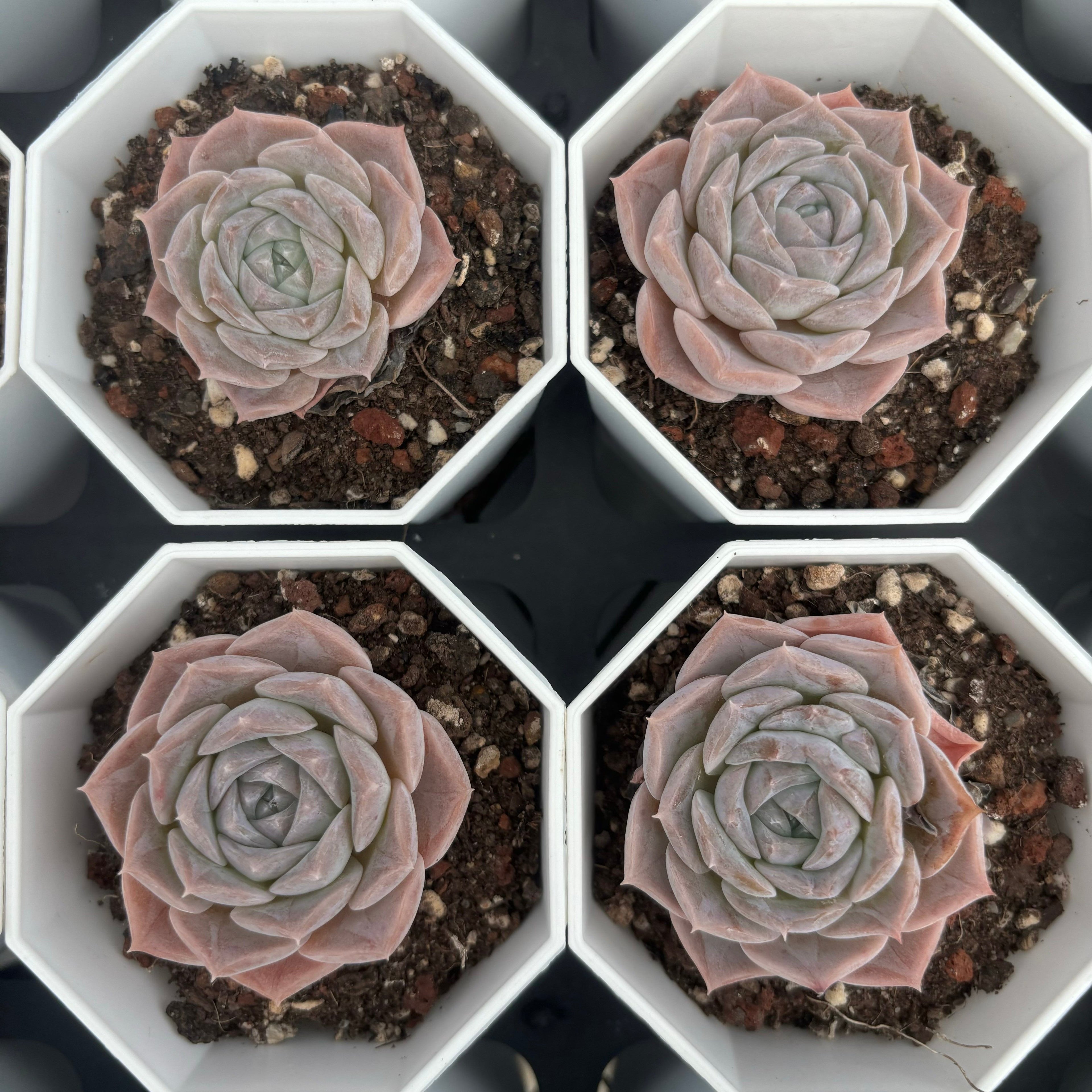 C012 エケベリア W2 064