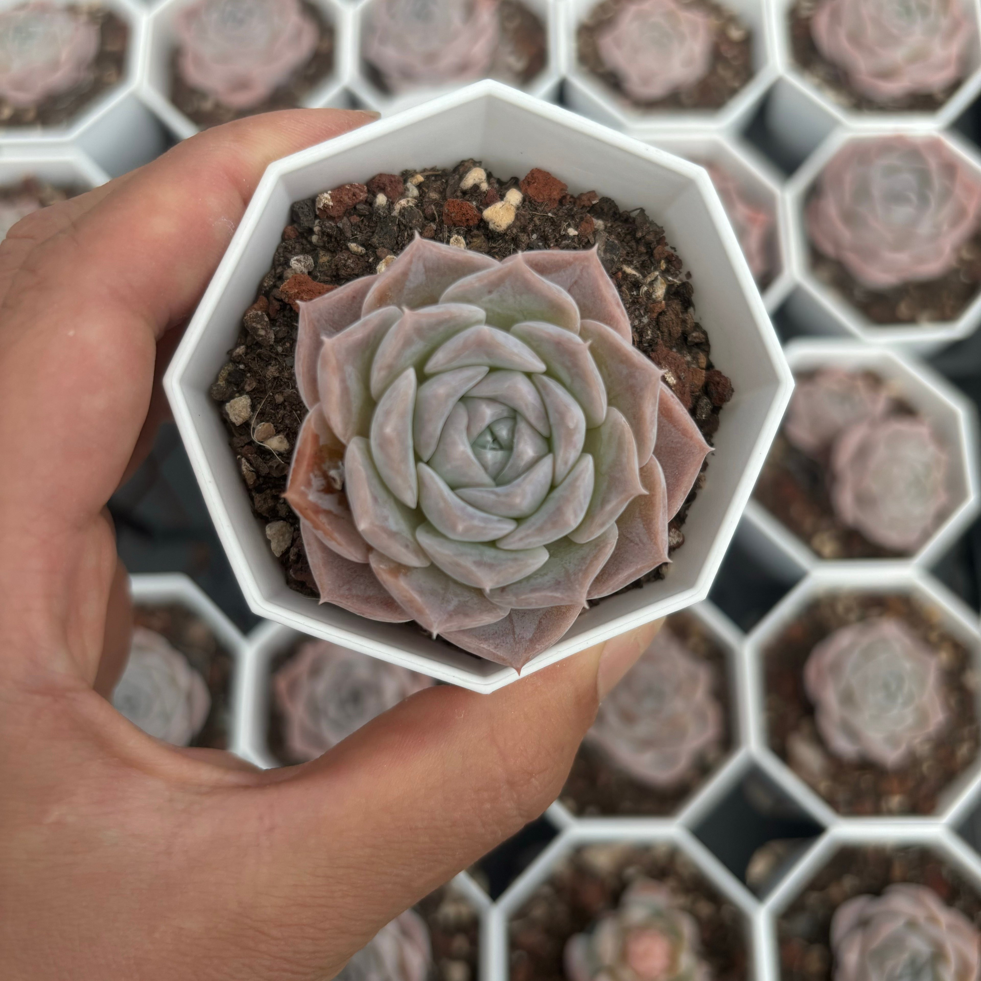 C012 エケベリア W2 064