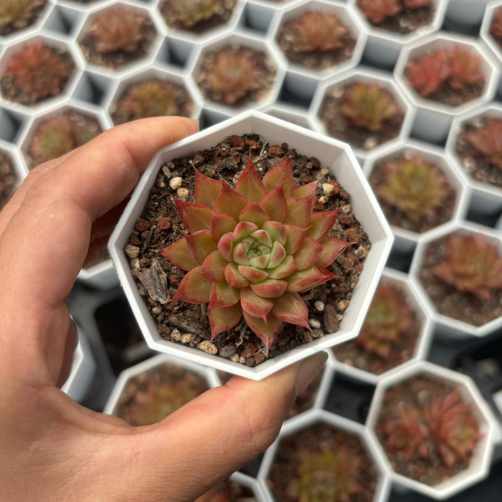 C013 ビビアン29 エケベリア