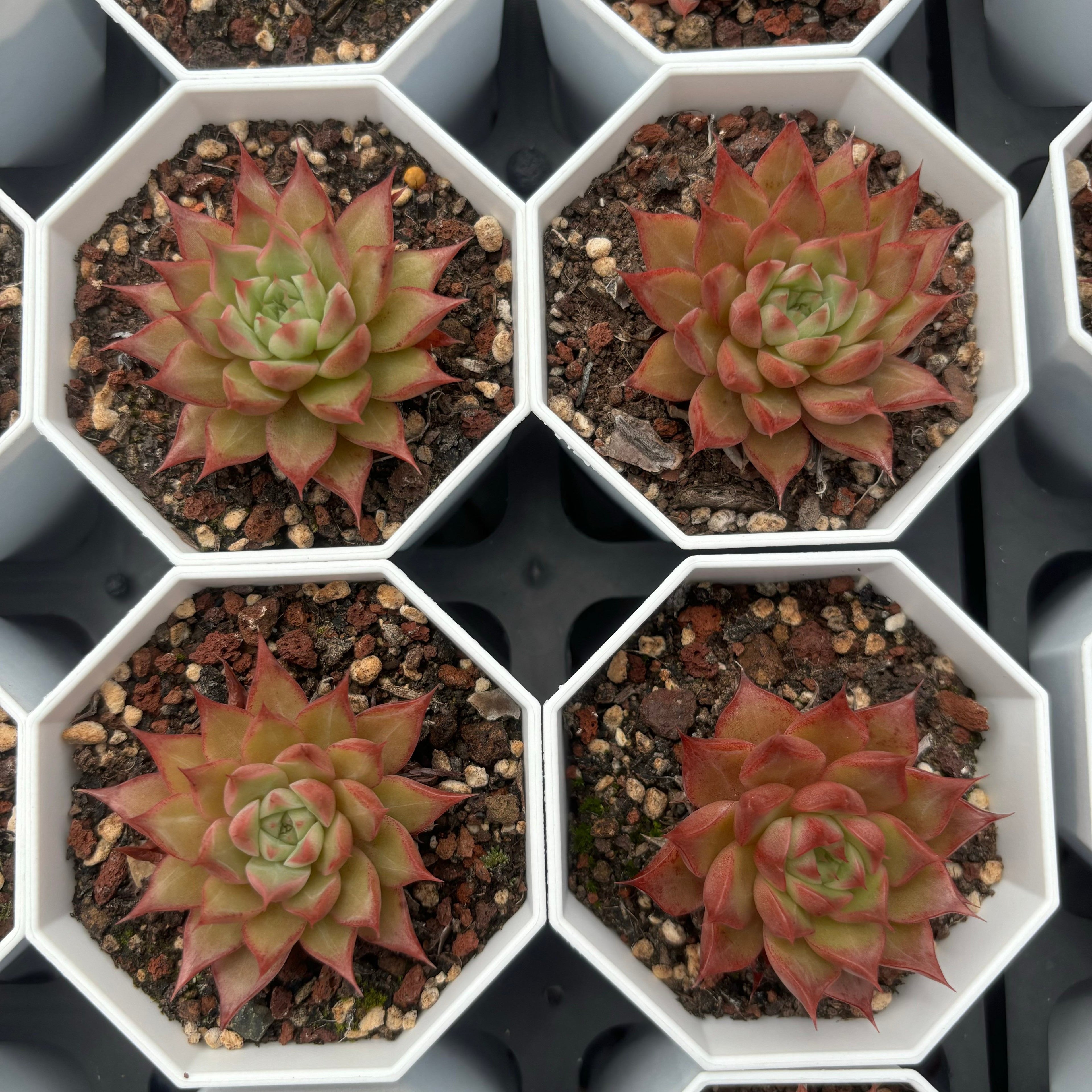 C013 ビビアン29 エケベリア