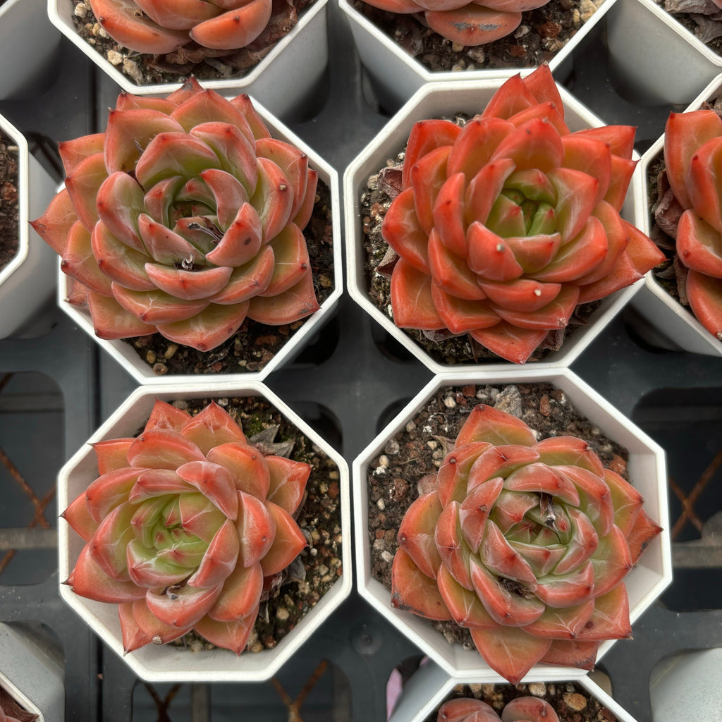 C014 エケベリア バーニング・エンジェル