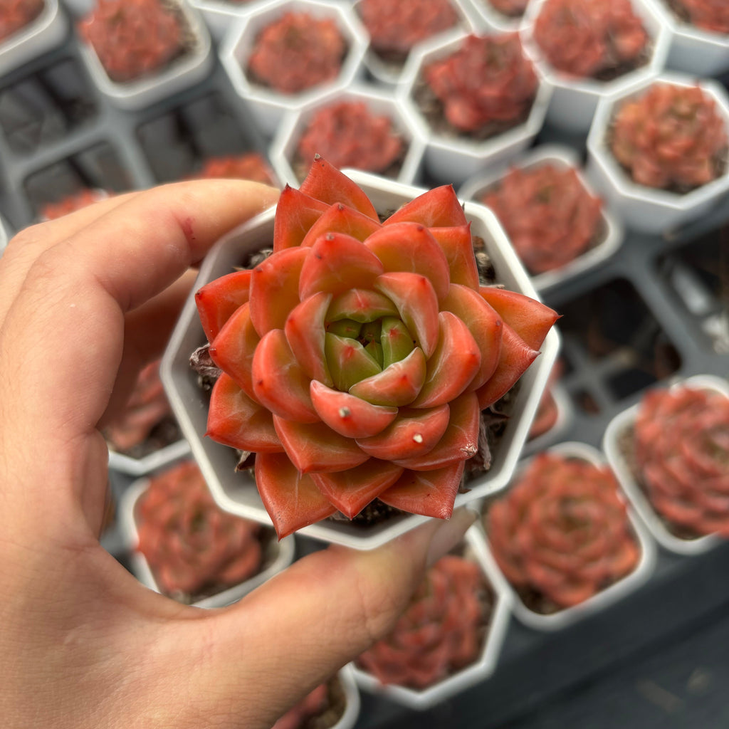 C014 エケベリア バーニング・エンジェル