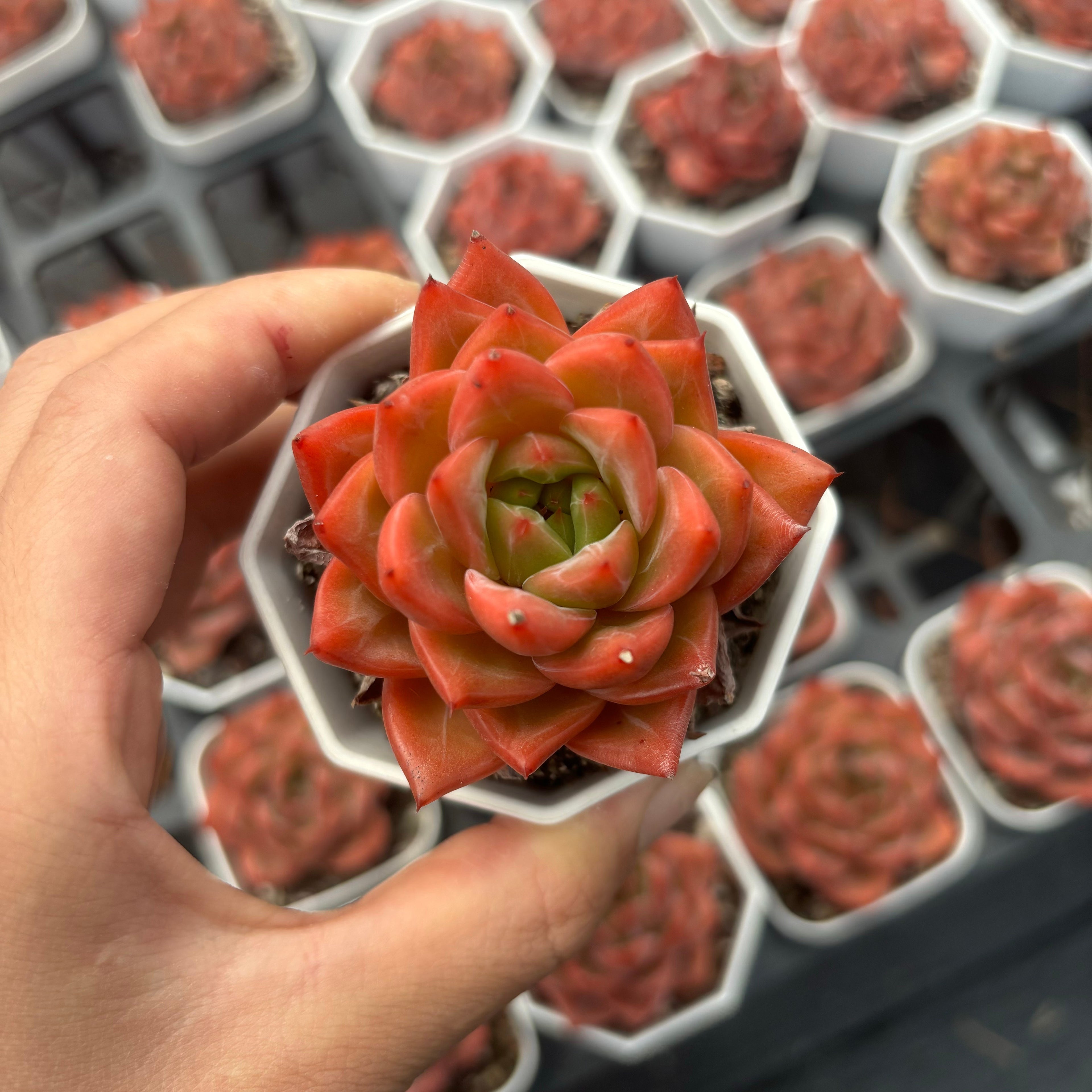 C014 エケベリア バーニング・エンジェル