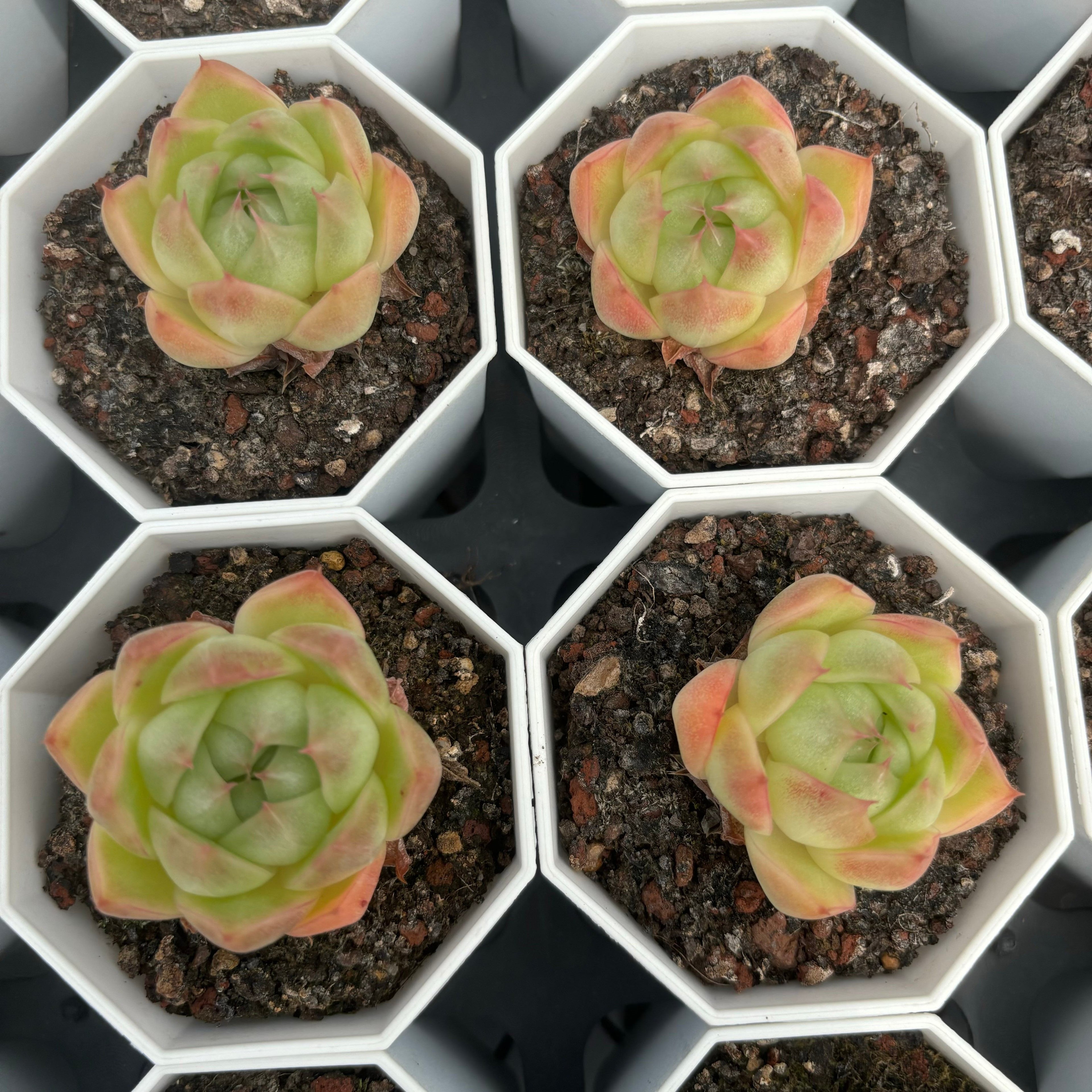 C015 エケベリア タックトイン・バーリー