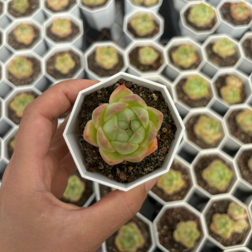 C015 エケベリア タックトイン・バーリー