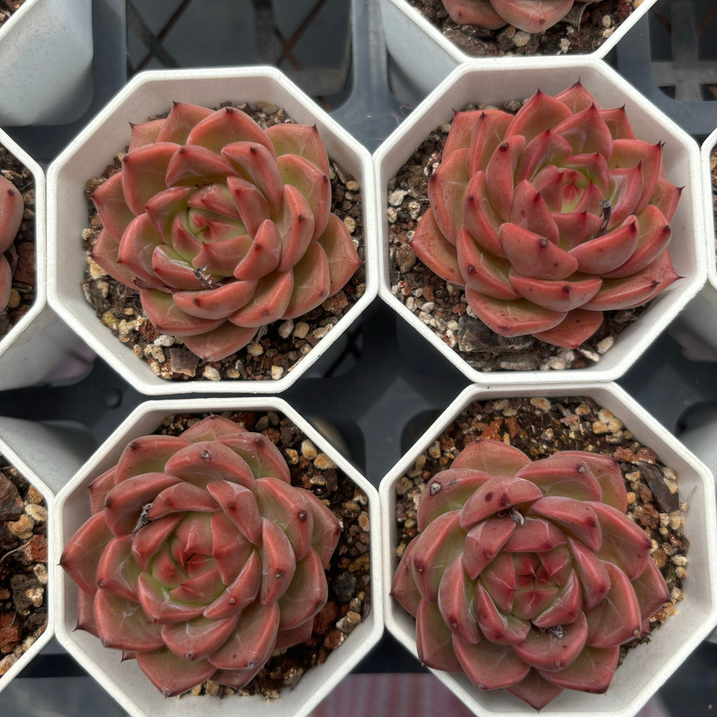 C017 016 ダークグレイン エケベリア