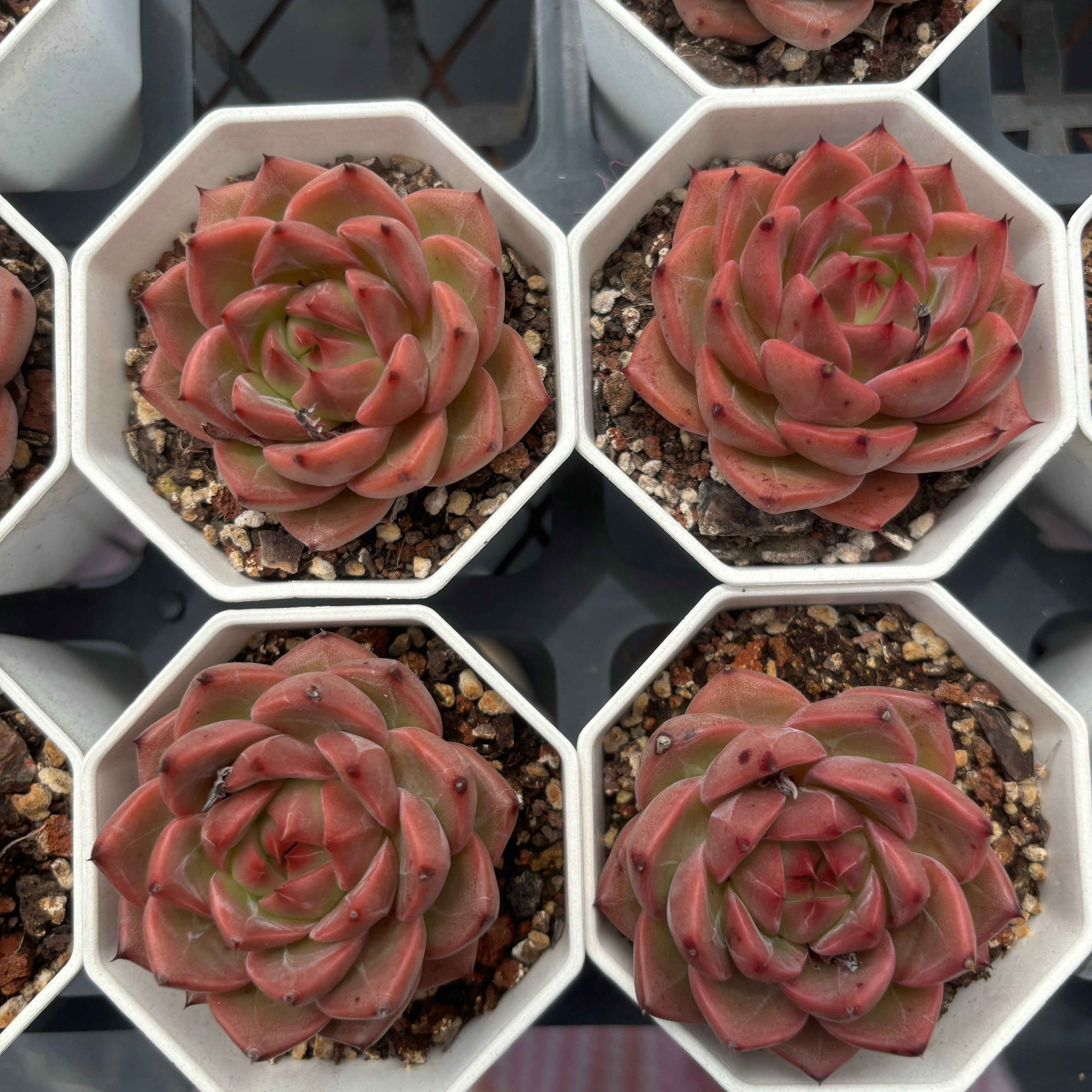 C017 016 ダークグレイン エケベリア