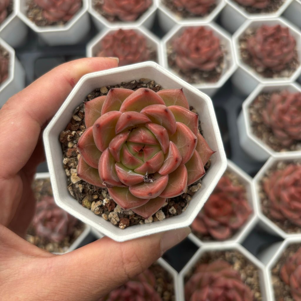 C017 016 ダークグレイン エケベリア