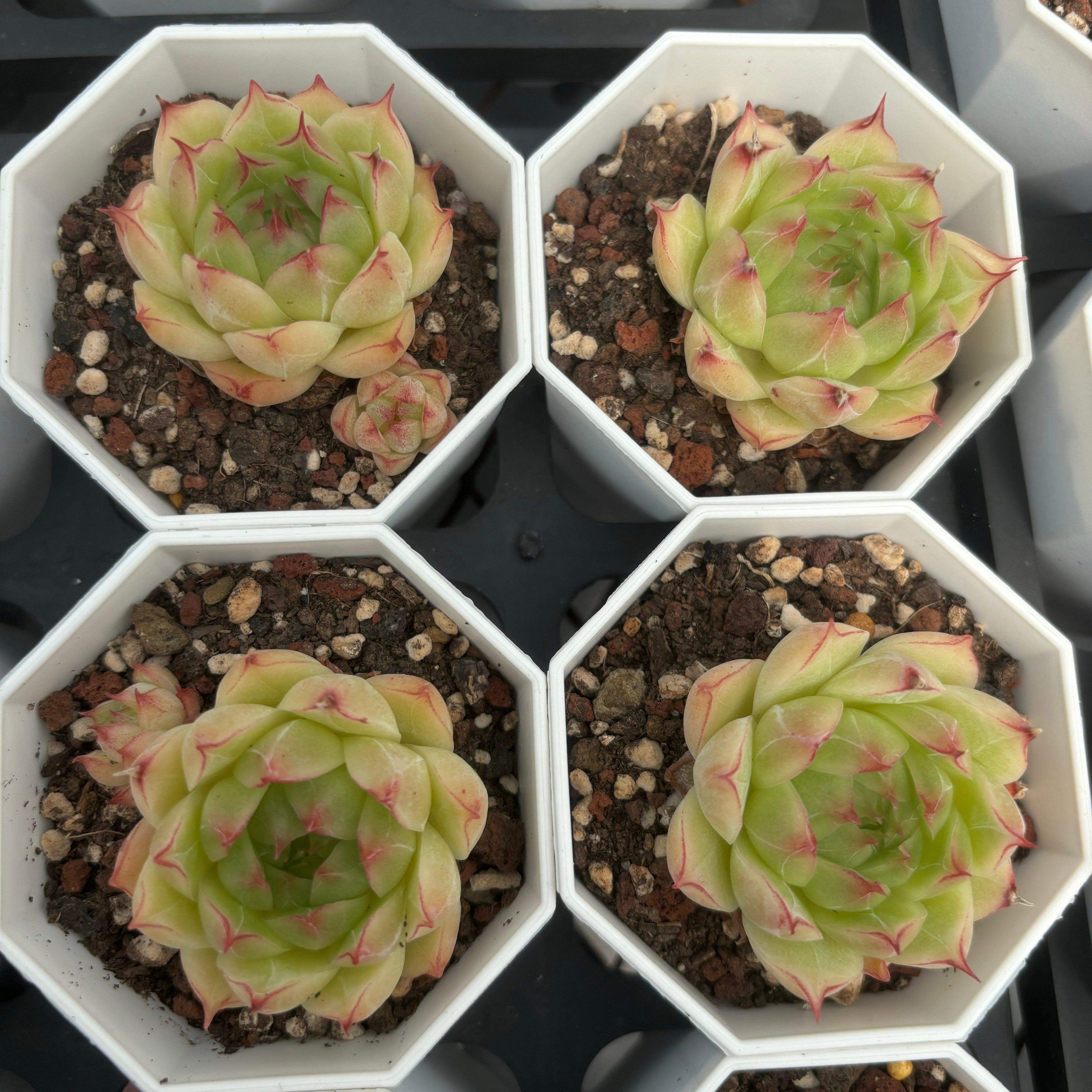 C018 エケベリア ダイユイ