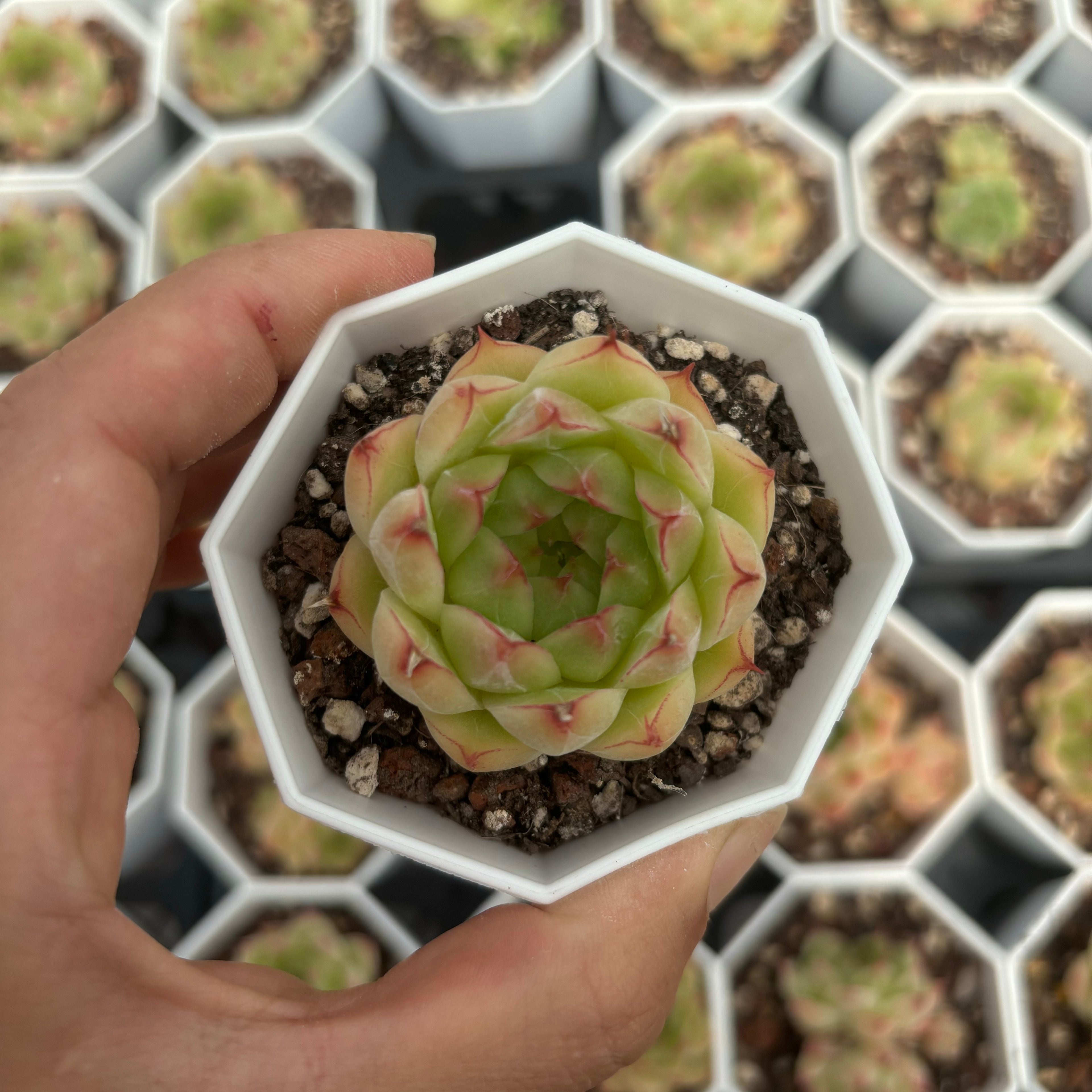 C018 エケベリア ダイユイ