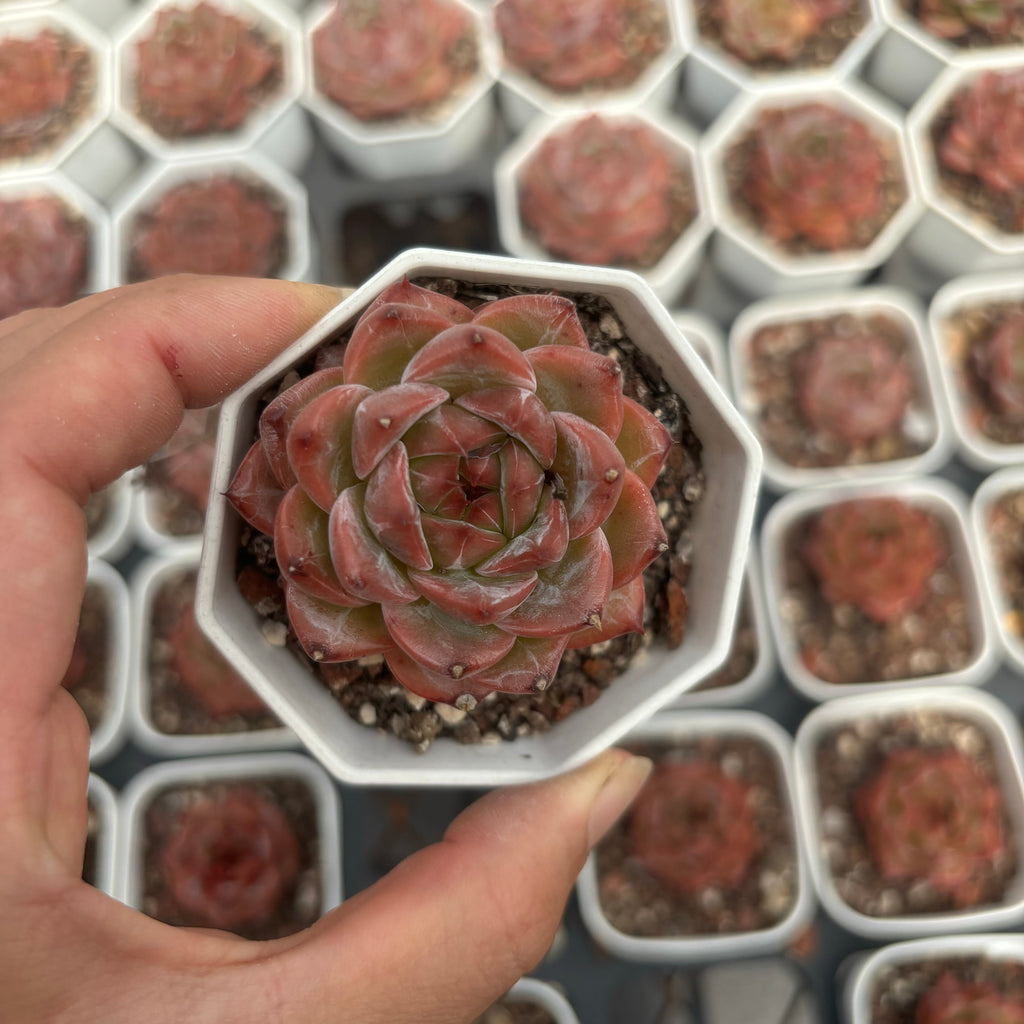 C019 097 ダークグレイン エケベリア