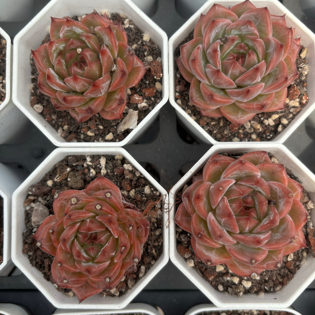 C019 097 ダークグレイン エケベリア