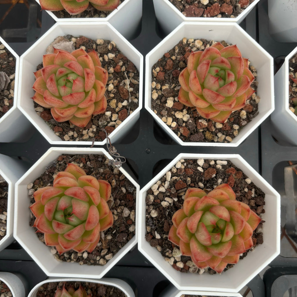 C020 エケベリア フレイム・ストーン