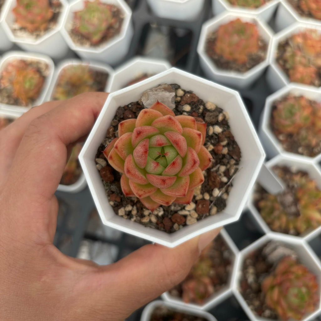 C020 エケベリア フレイム・ストーン