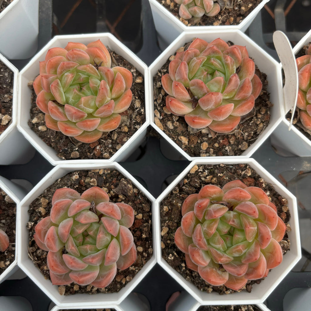 C021 エケベリア ダイヤモンド・ハート