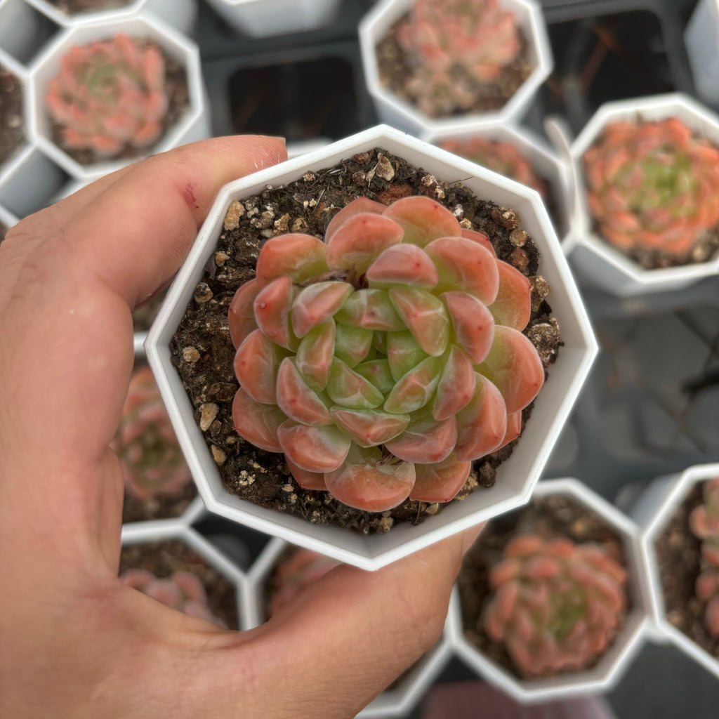 C021 エケベリア ダイヤモンド・ハート