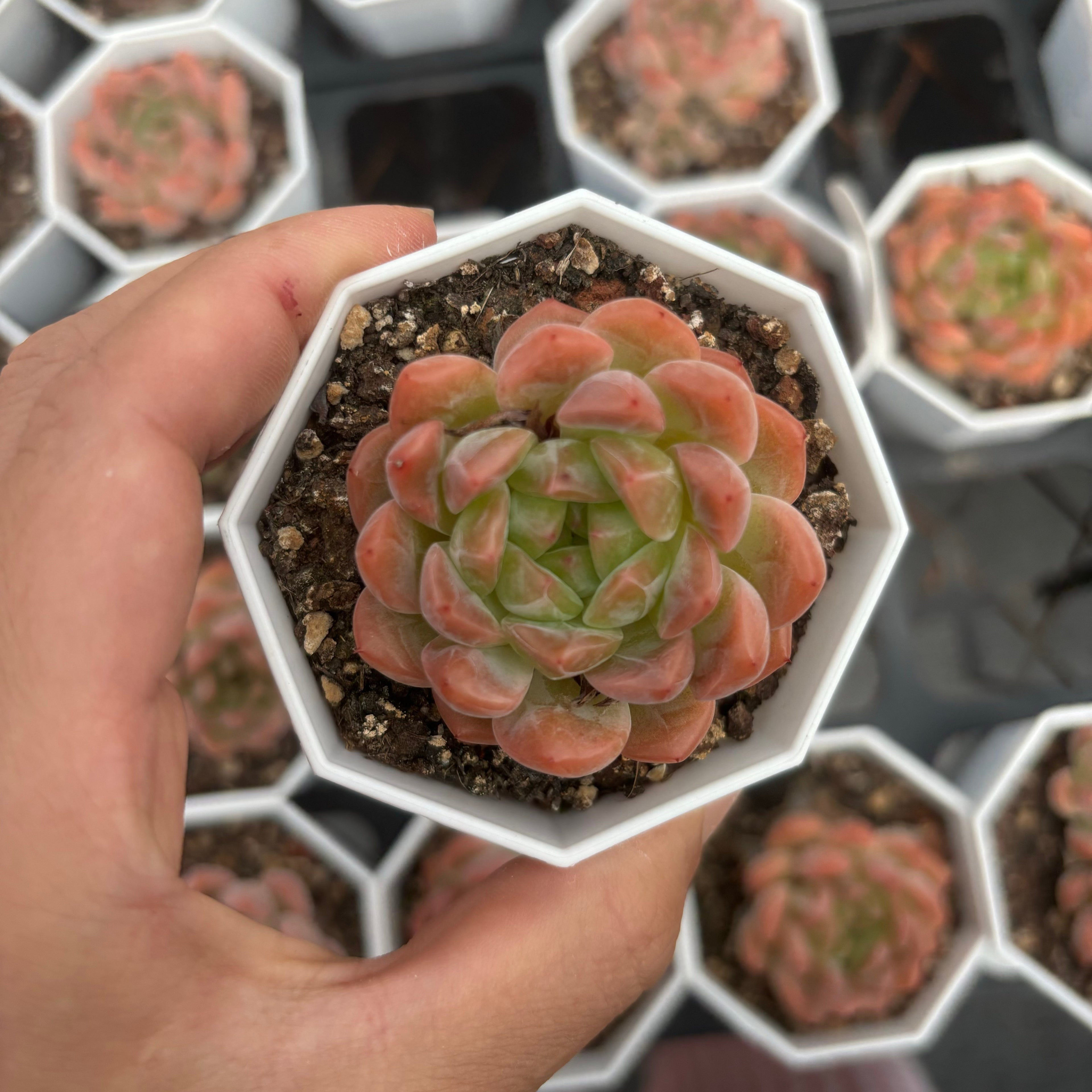 C021 エケベリア ダイヤモンド・ハート