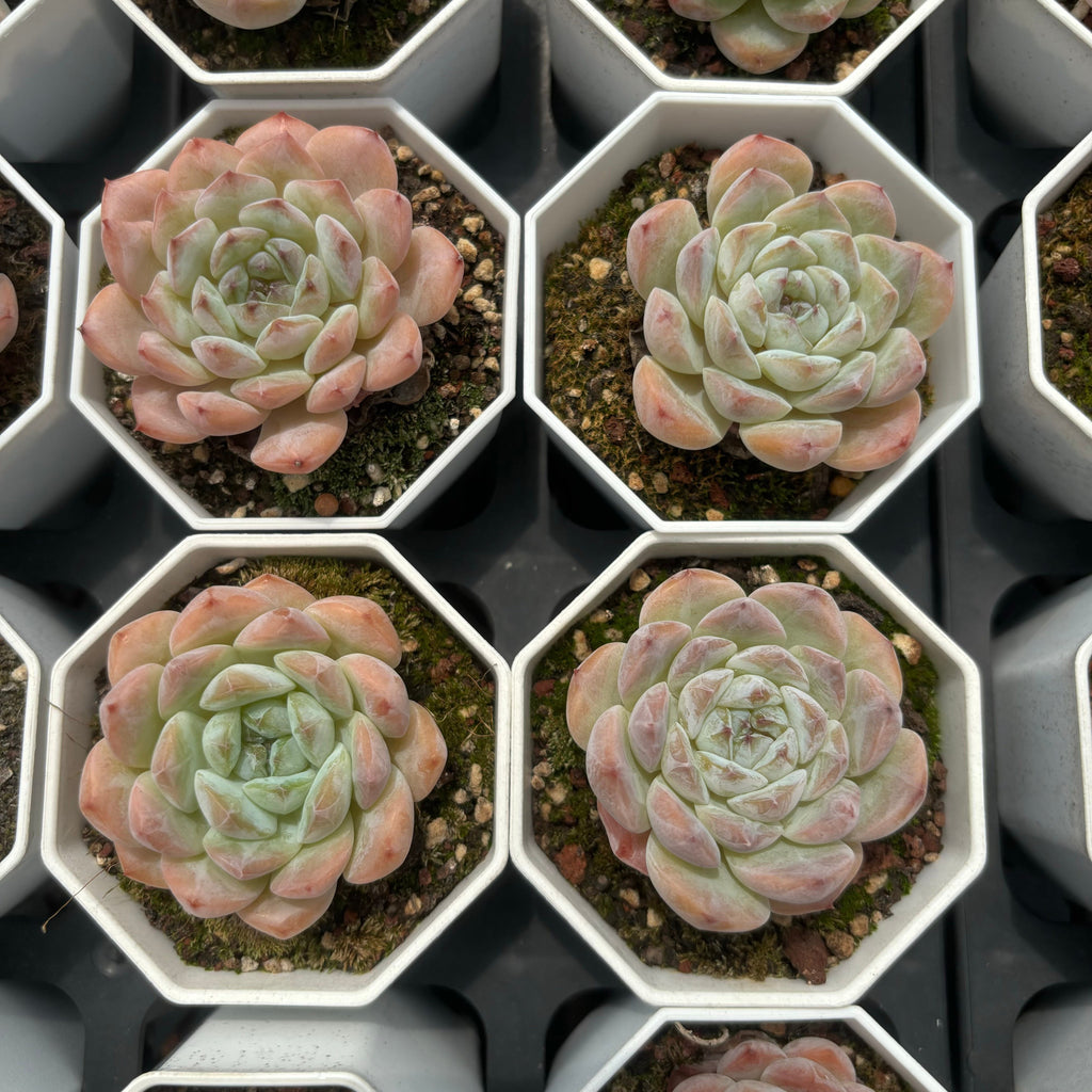 C023 エケベリア キャンディーハート・モンローHYB