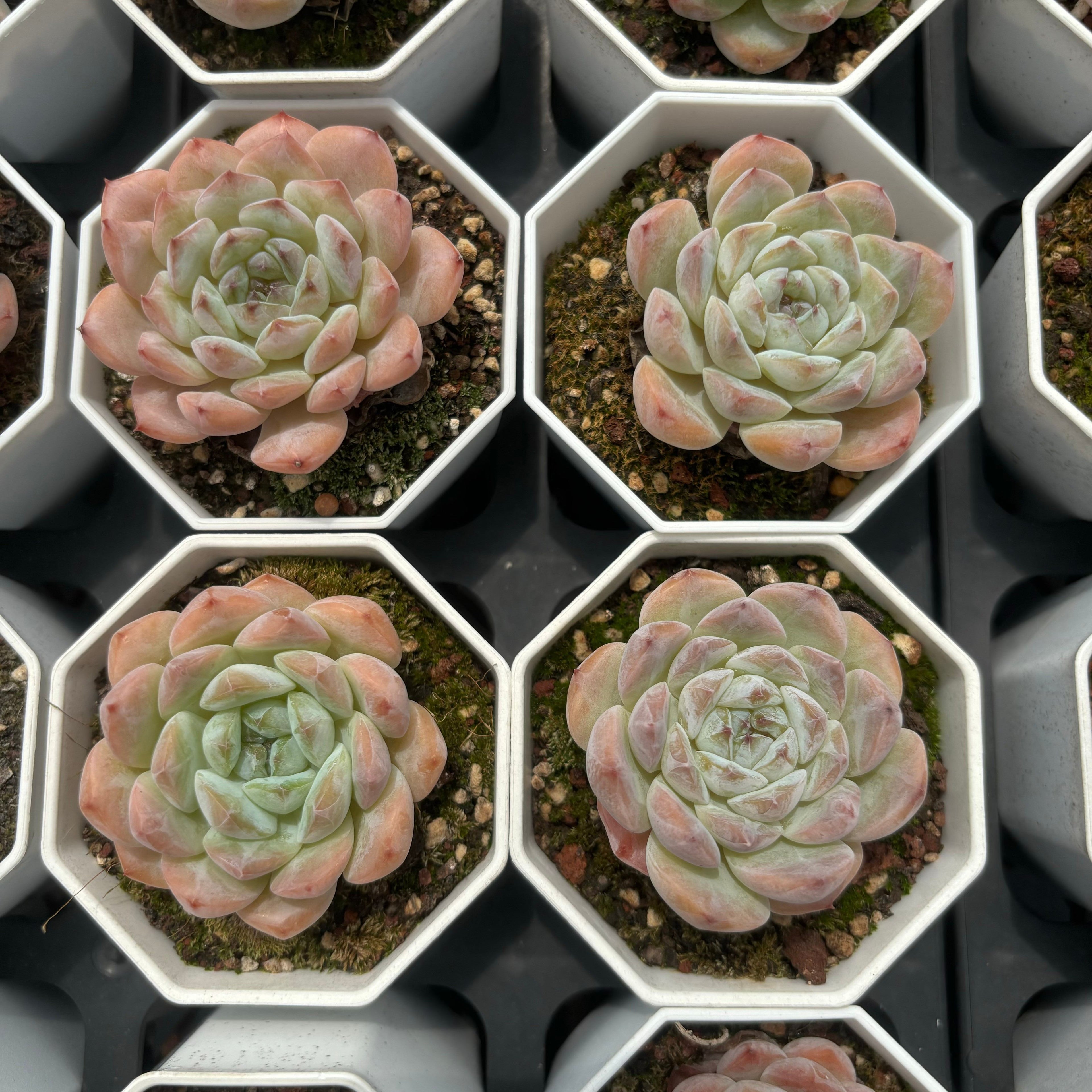 C023 エケベリア キャンディーハート・モンローHYB