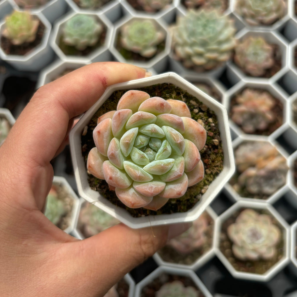 C023 エケベリア キャンディーハート・モンローHYB