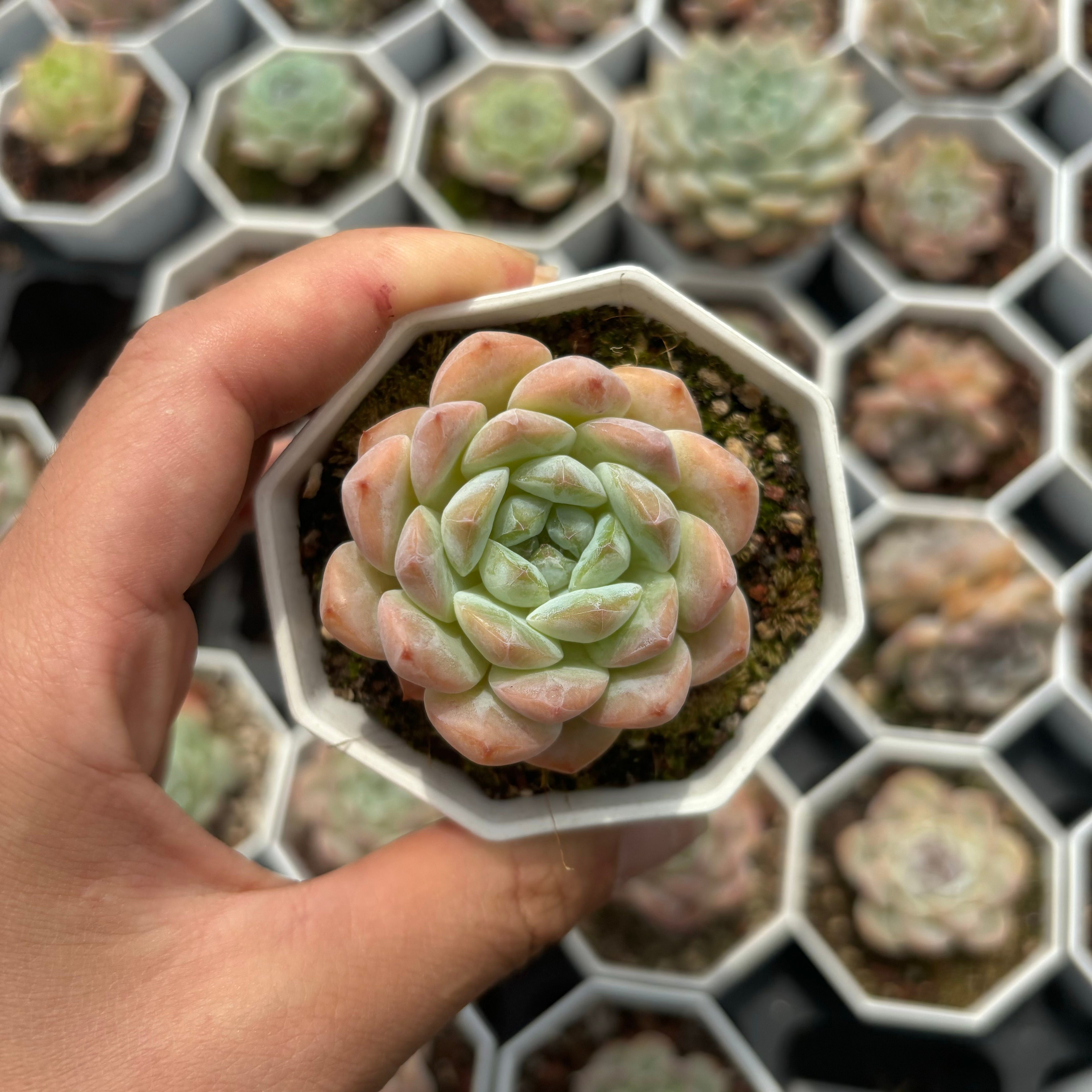 C023 エケベリア キャンディーハート・モンローHYB