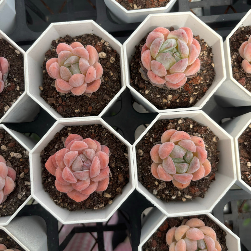 C024 エケベリア ホワイト・ダイヤモンド