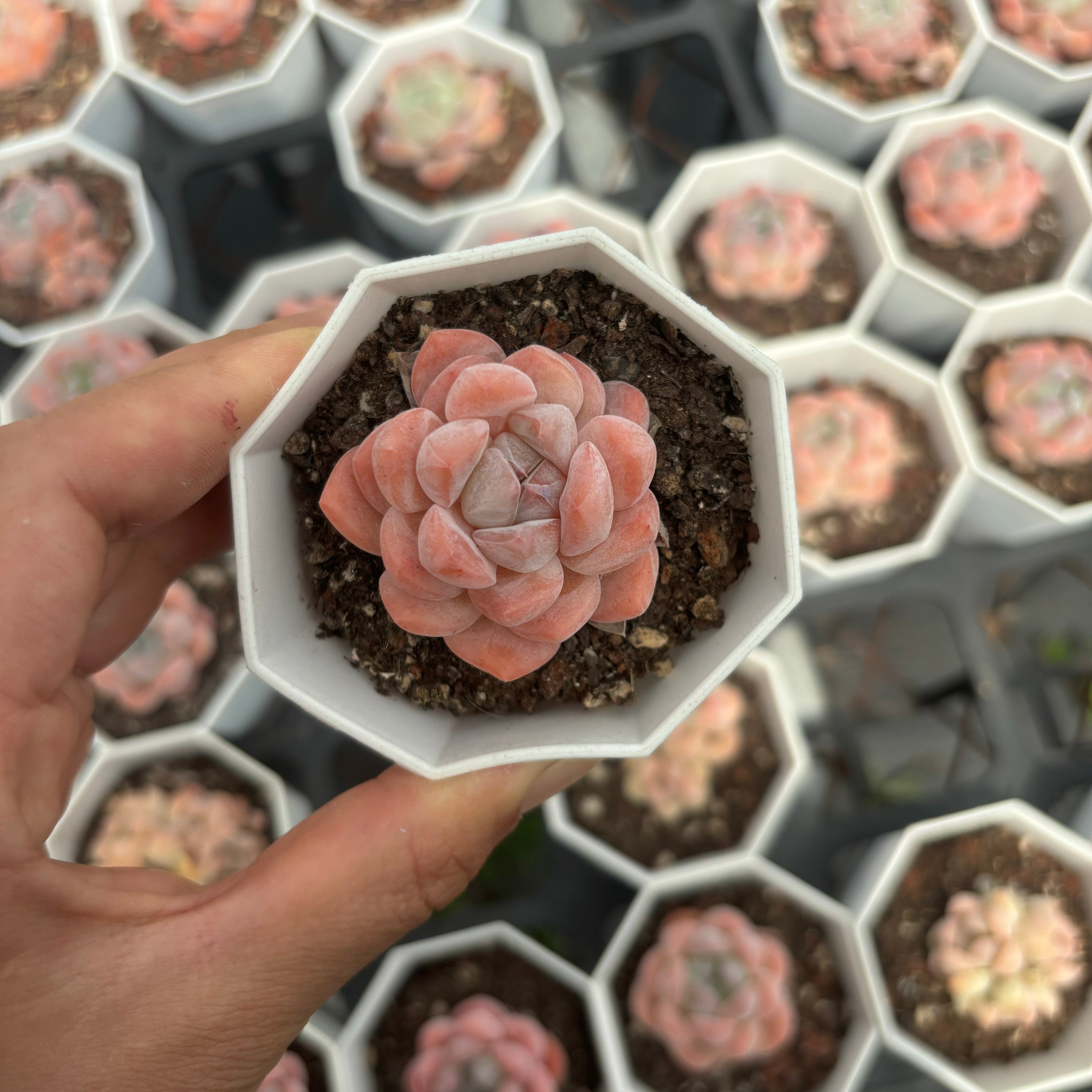 C024 エケベリア ホワイト・ダイヤモンド