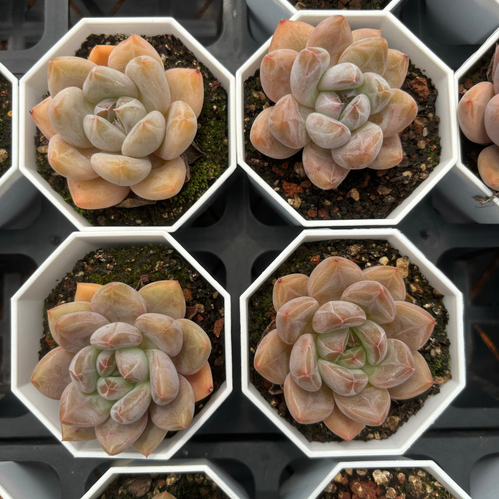 C025 エケベリア ピンク・エレファント