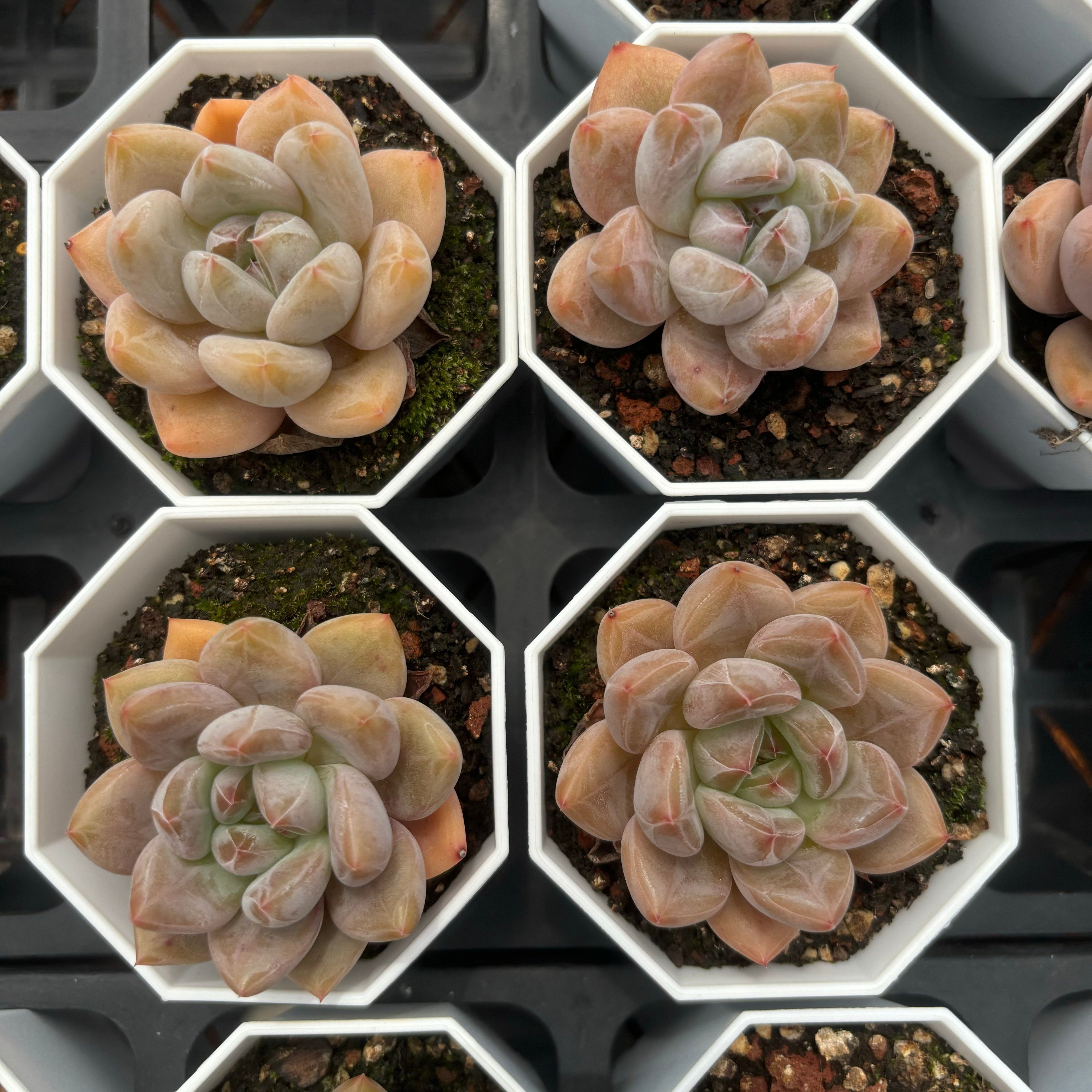 C025 エケベリア ピンク・エレファント