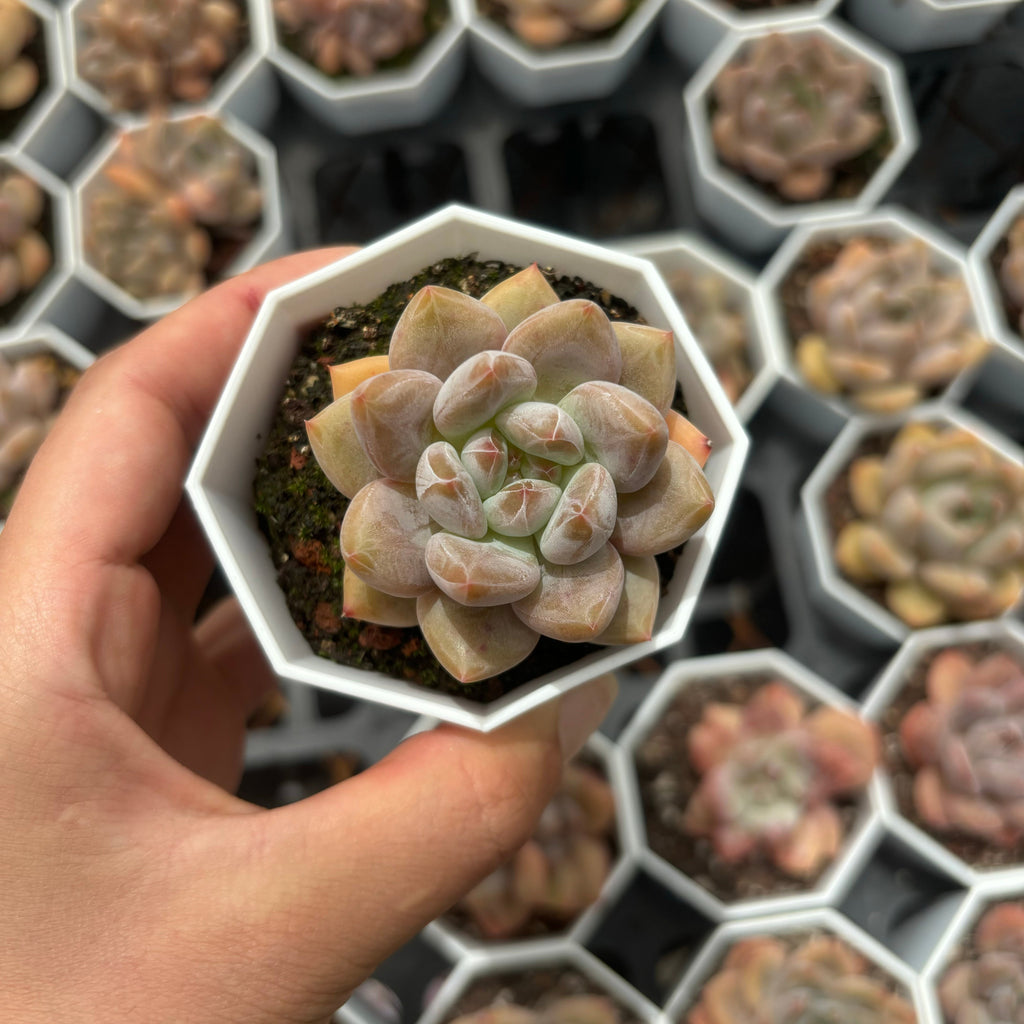 C025 エケベリア ピンク・エレファント