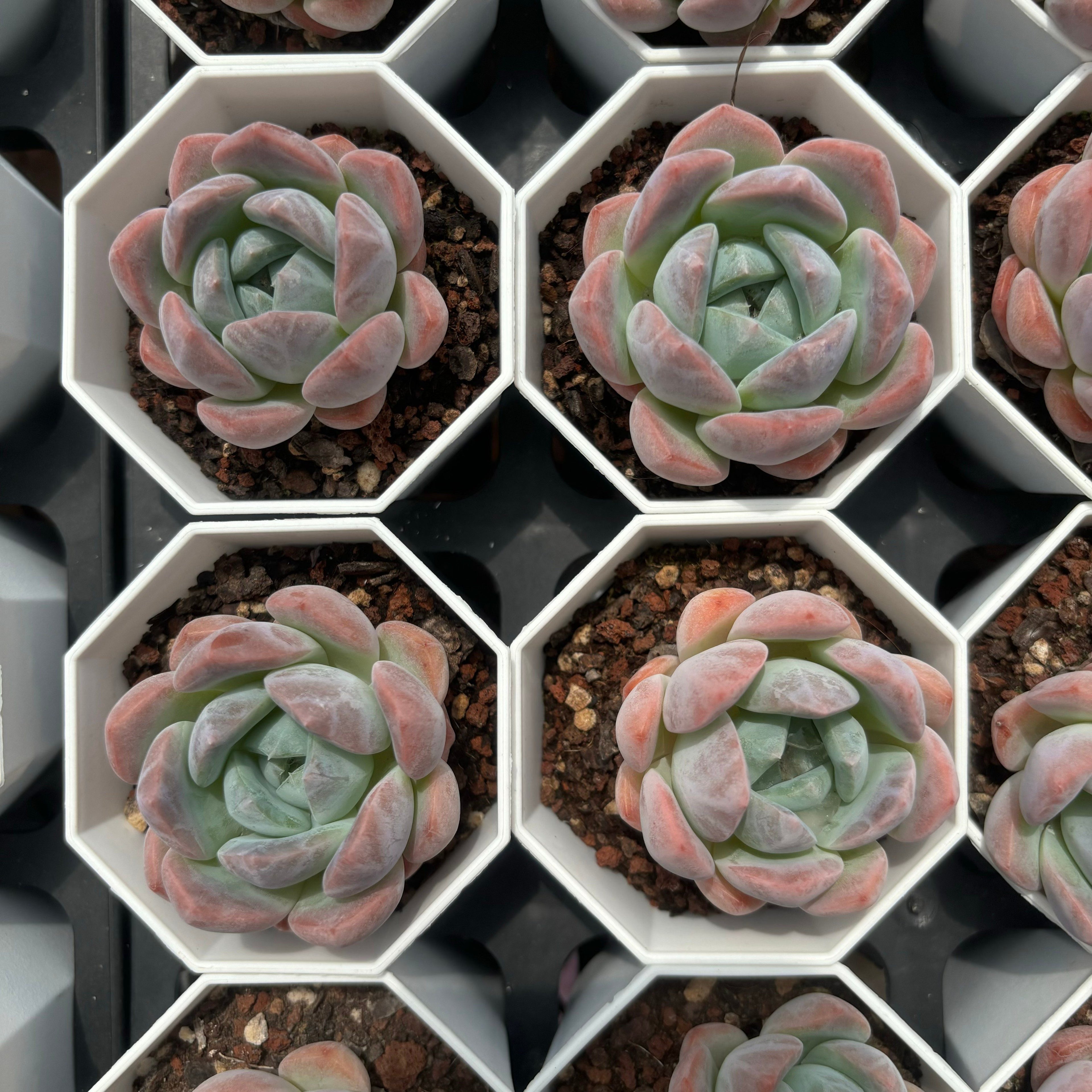 C026 エケベリア アイス・ドリーム