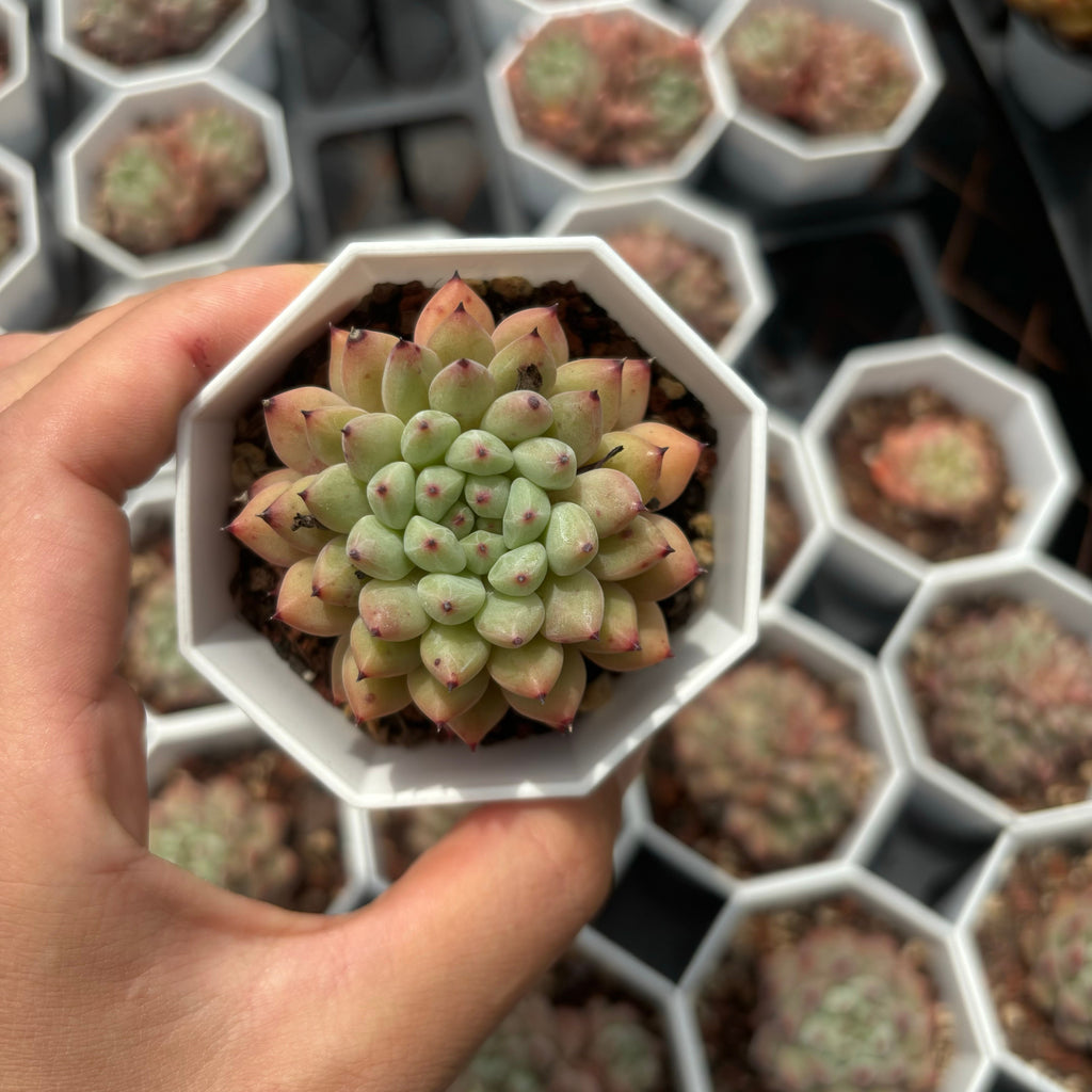 C027 エケベリア デーモン