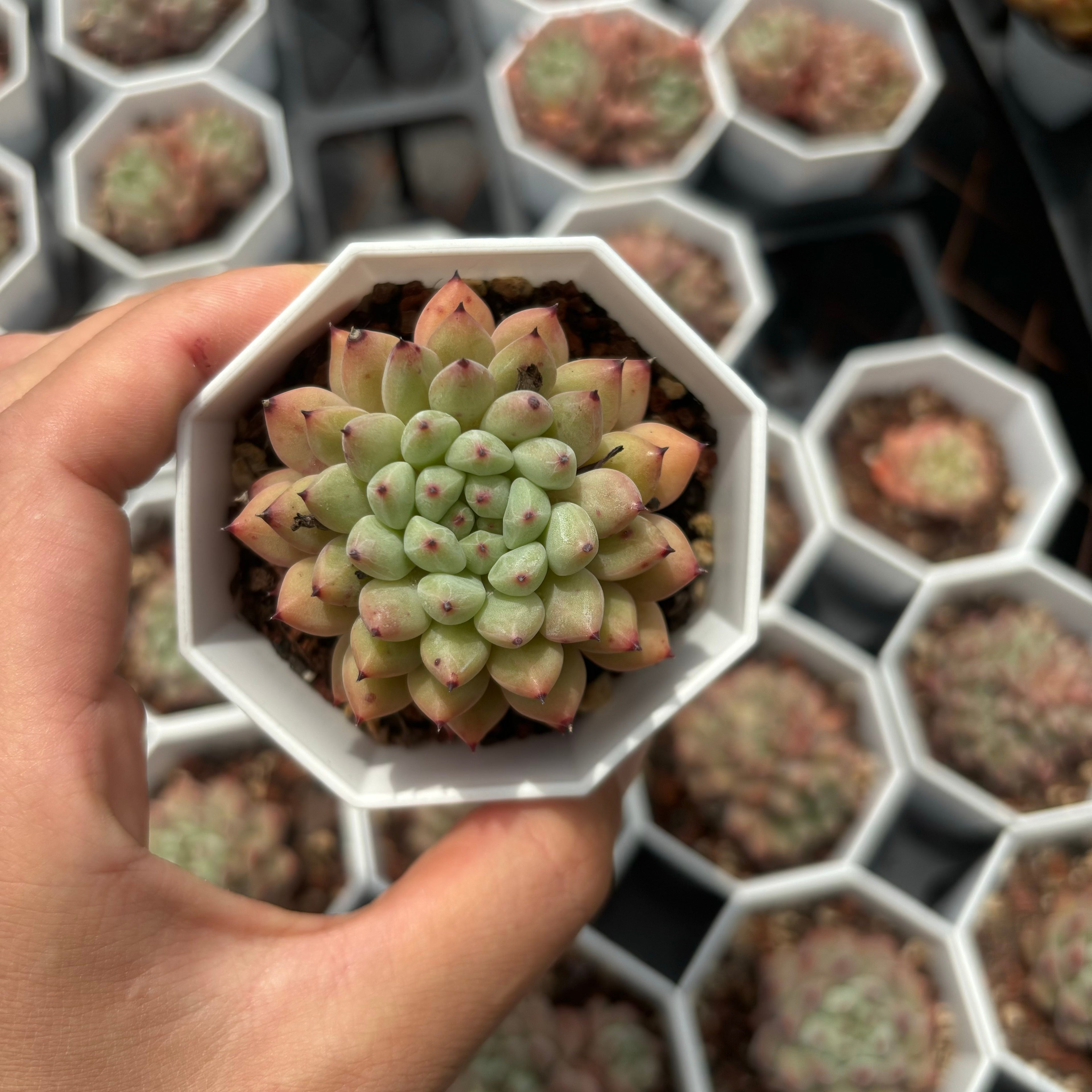 C027 エケベリア デーモン