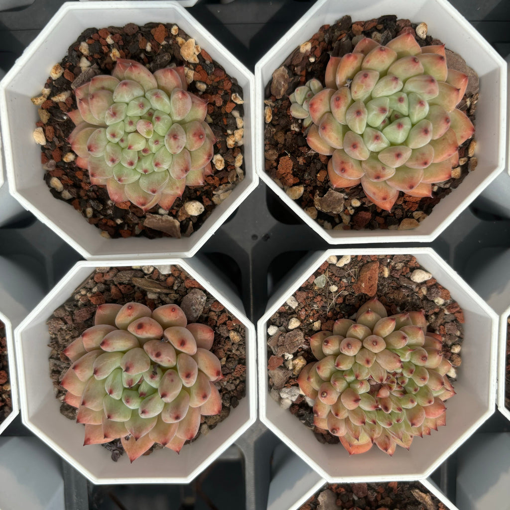 C027 エケベリア デーモン