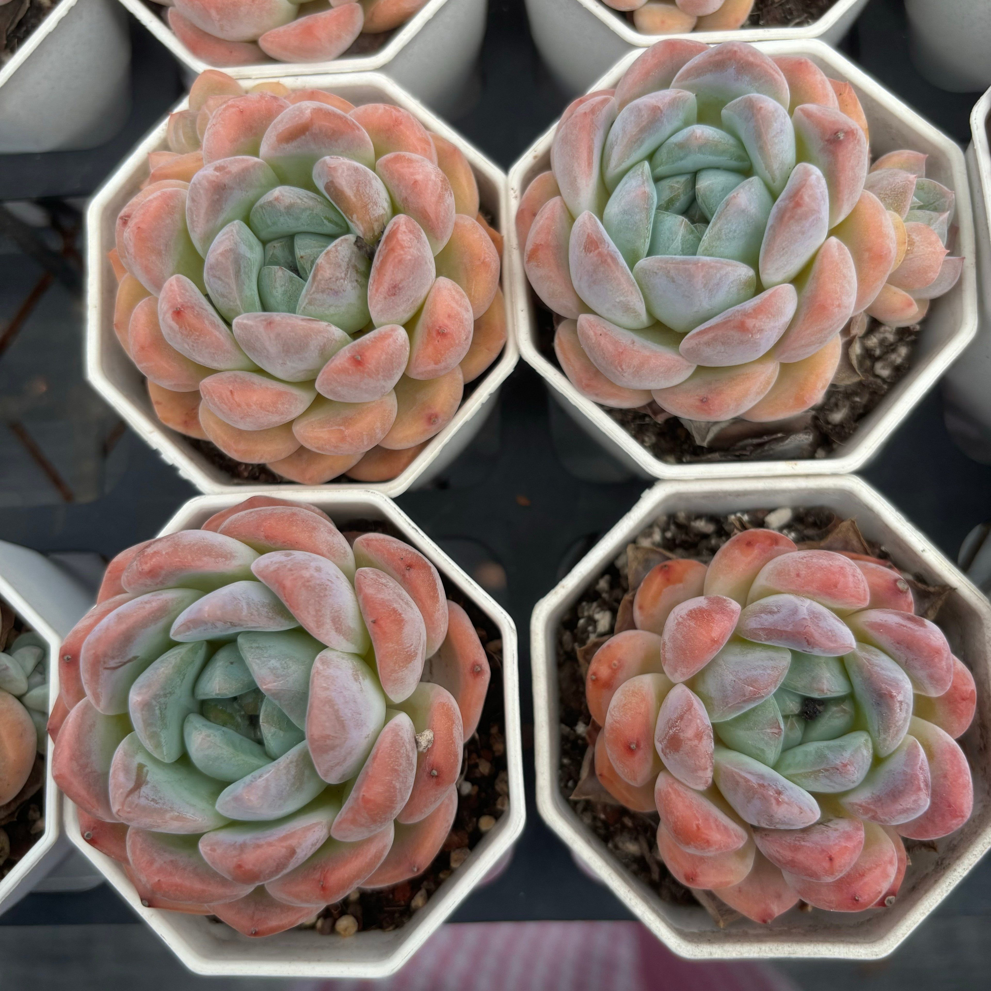 C029 エケベリア クリーム・ジェニー