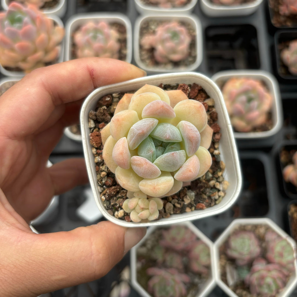 C030 エケベリア シュガー・ハート