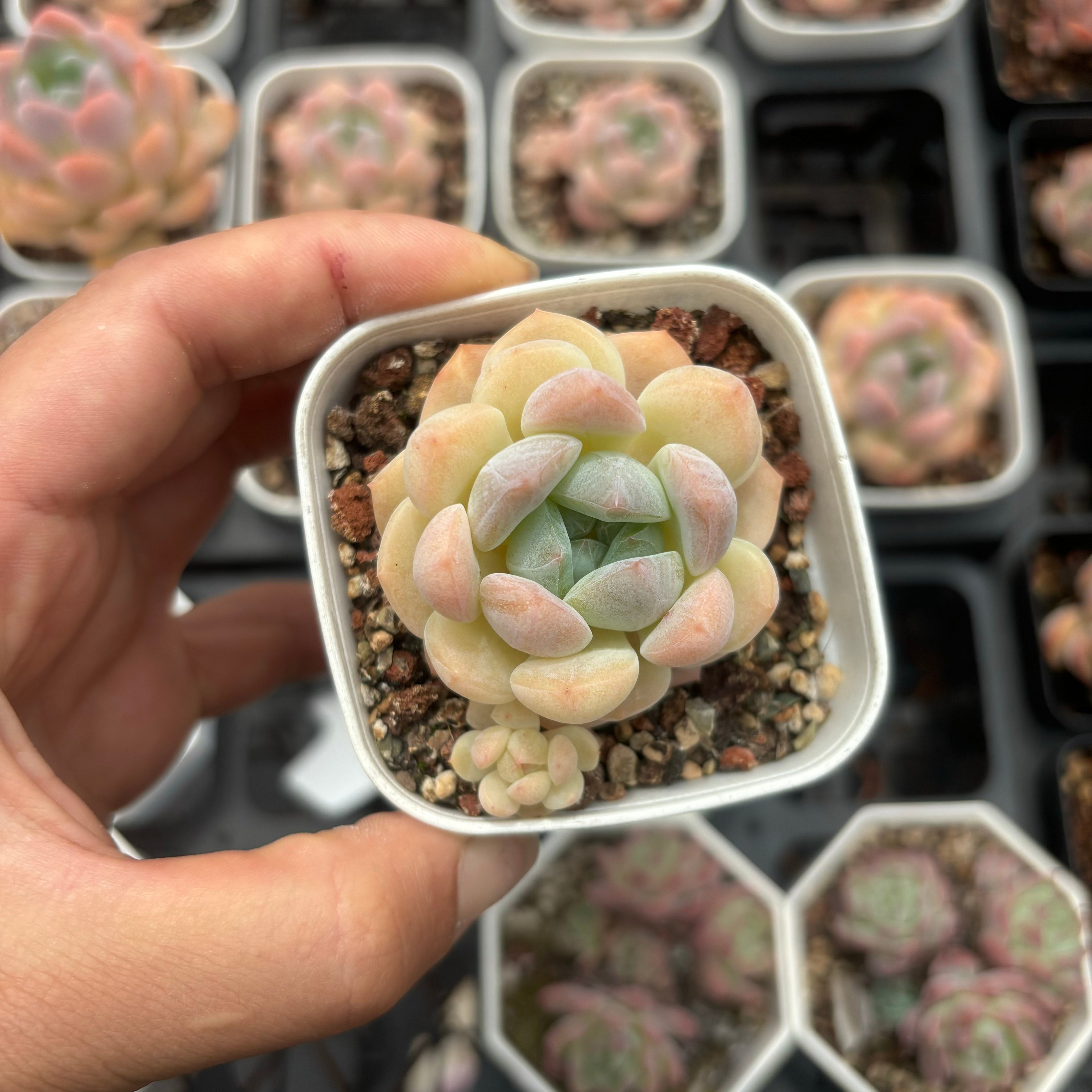 C030 エケベリア シュガー・ハート