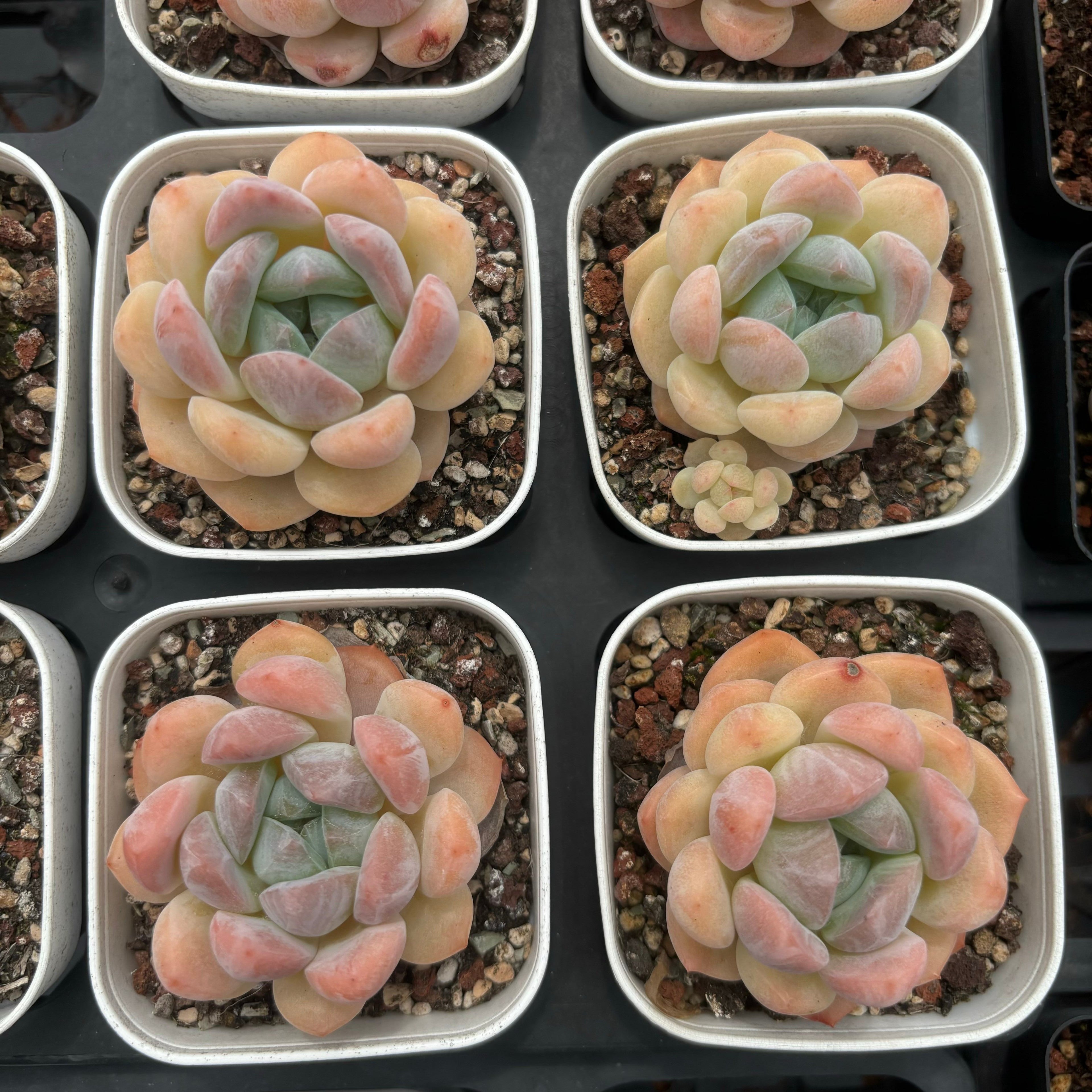 C030 エケベリア シュガー・ハート