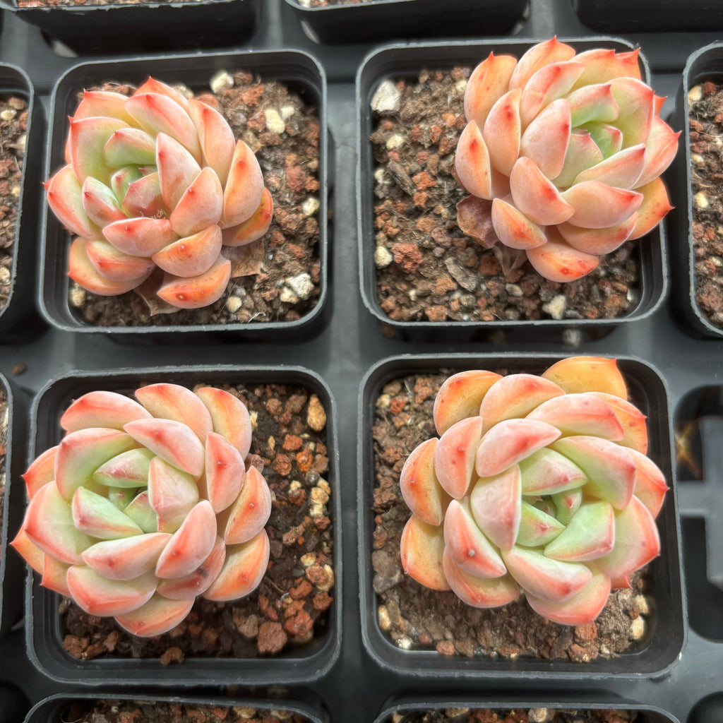 C031 エケベリア  チョウ・ニュウ