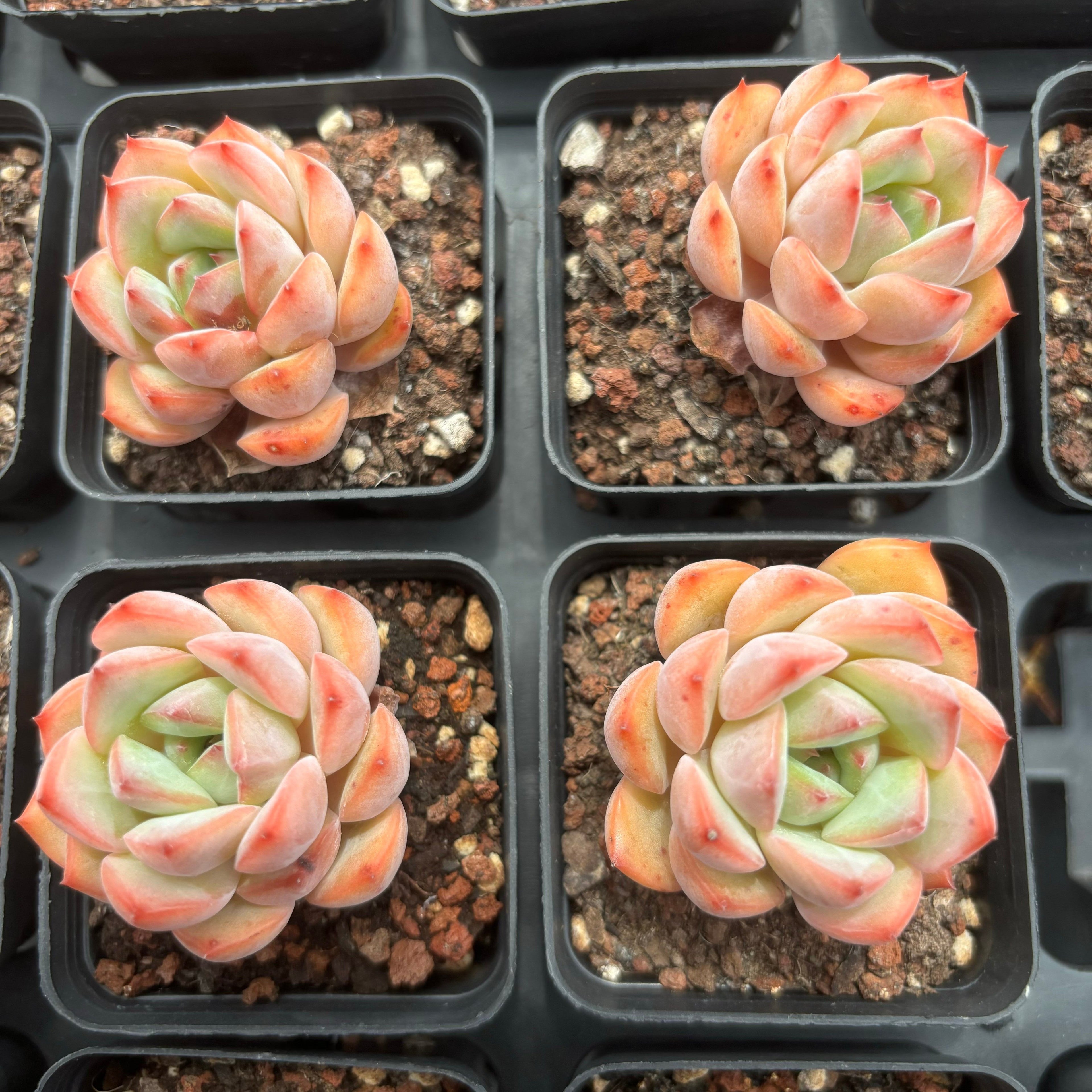 C031 エケベリア  チョウ・ニュウ