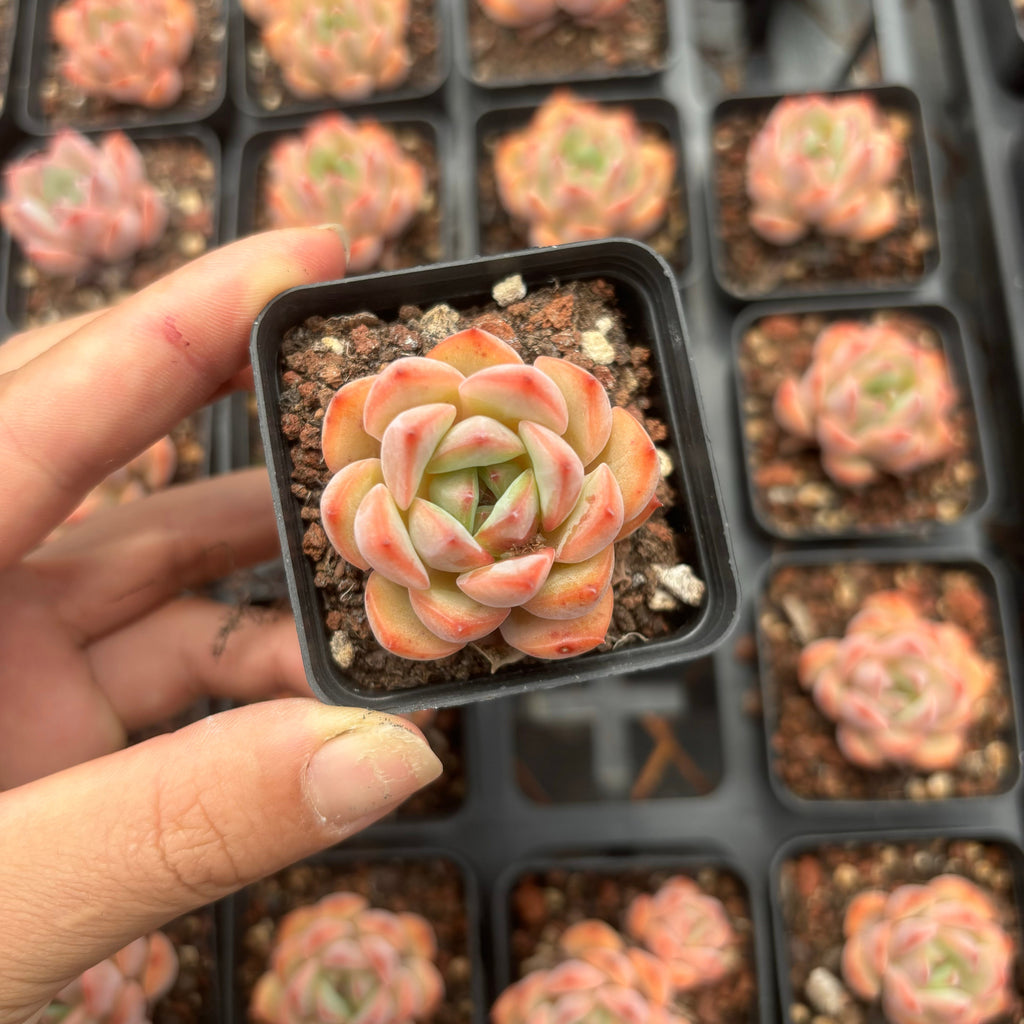 C031 エケベリア  チョウ・ニュウ