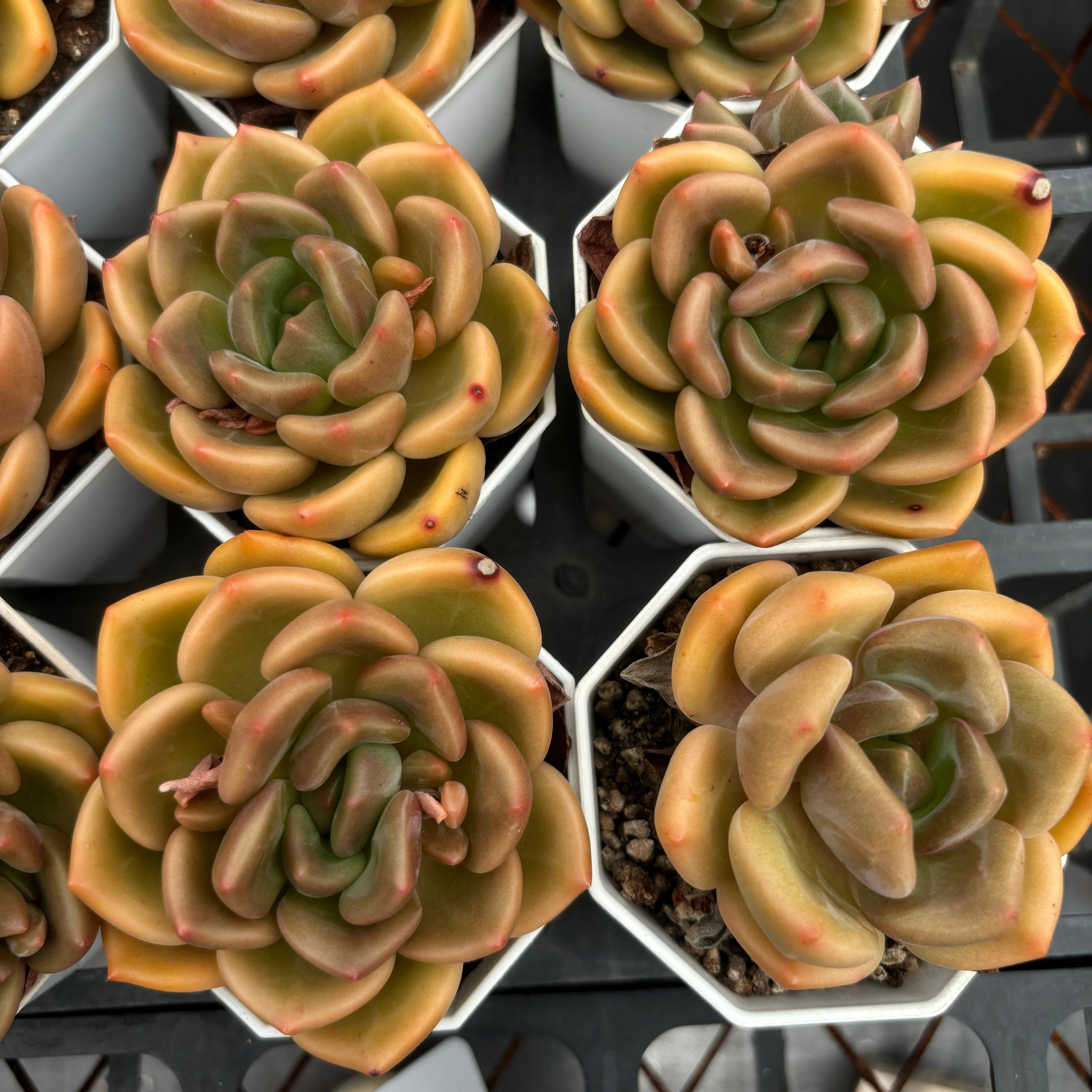 C032 エケベリア ブランデー