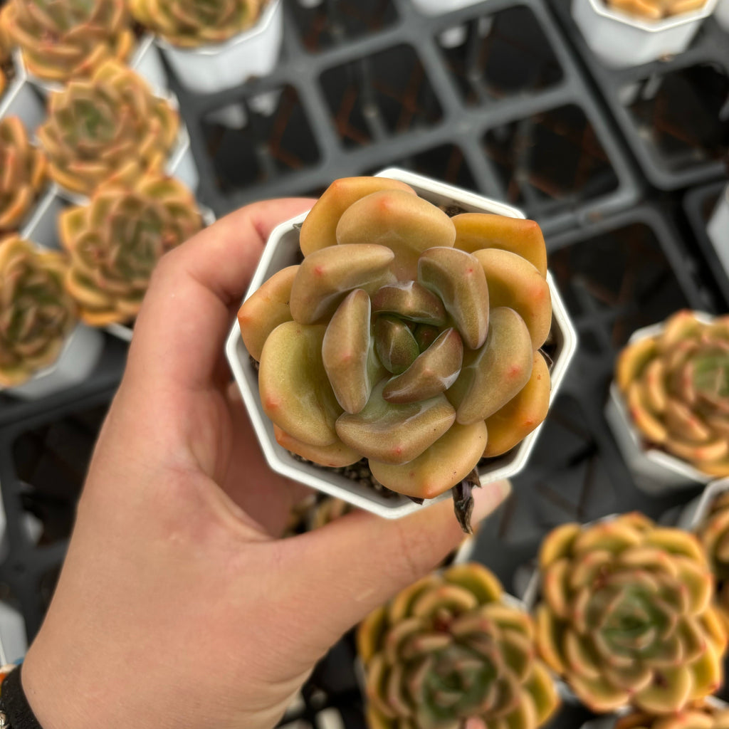 C032 エケベリア ブランデー