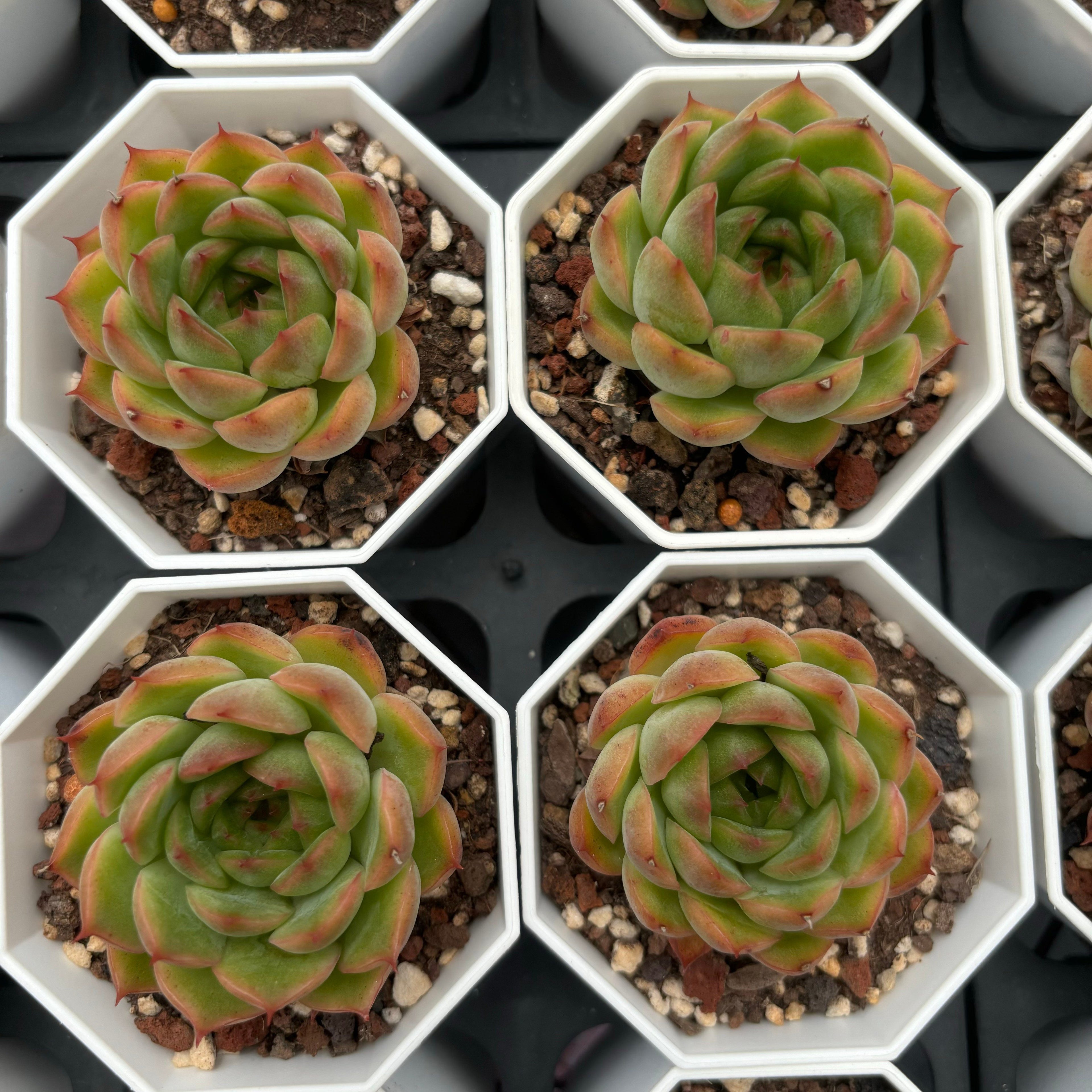 C033 ビビアン38 エケベリア