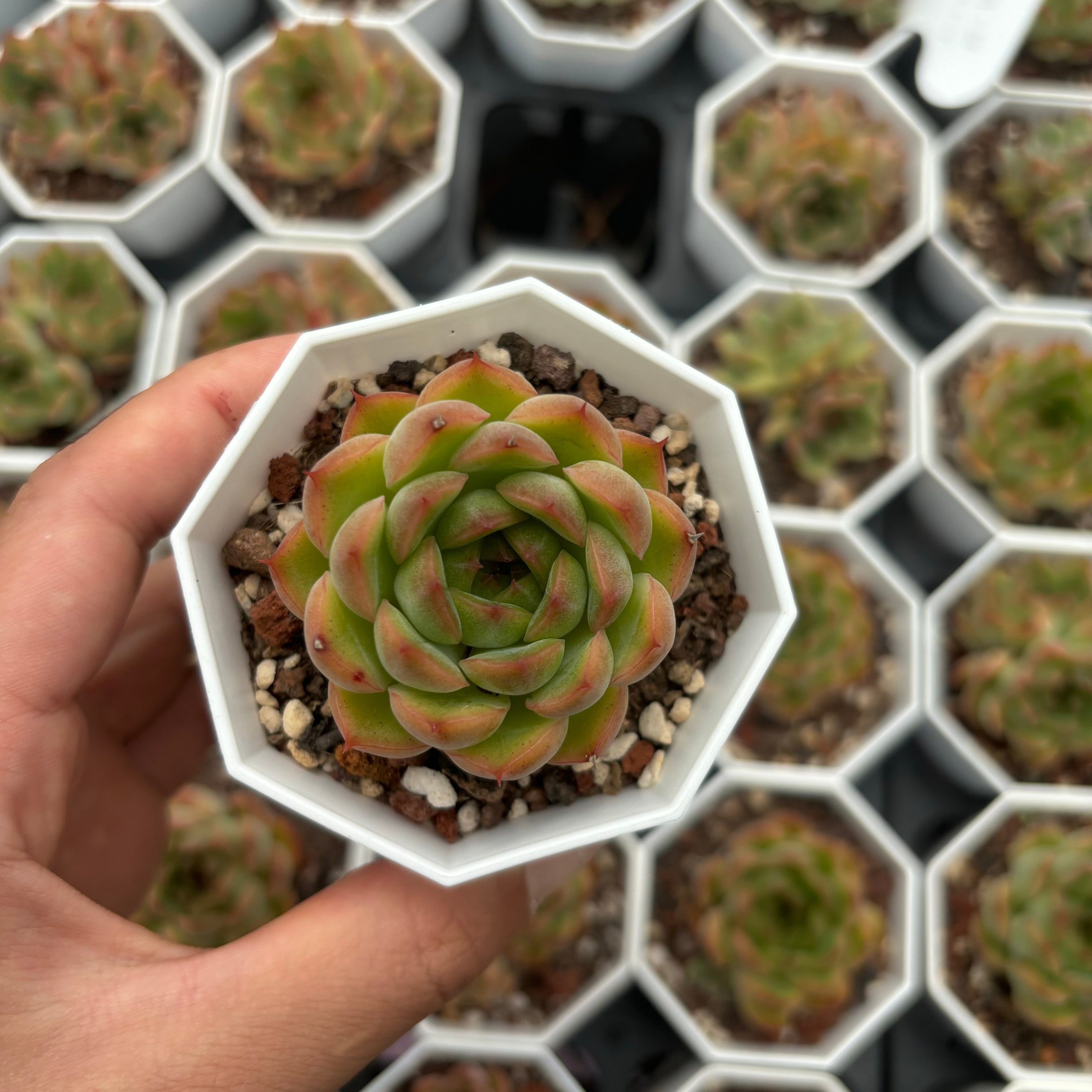 C033 ビビアン38 エケベリア