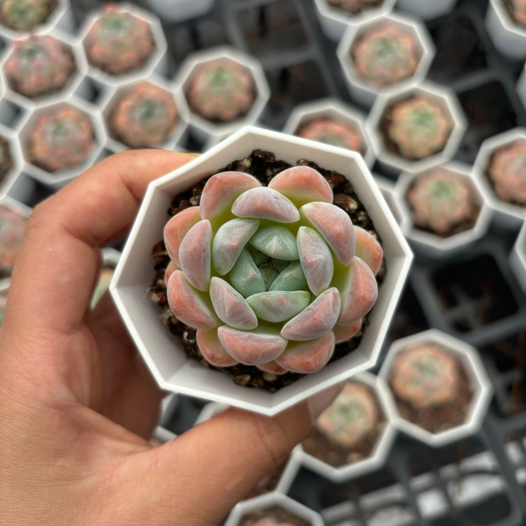 C034 エケベリア X・キャンディーハート